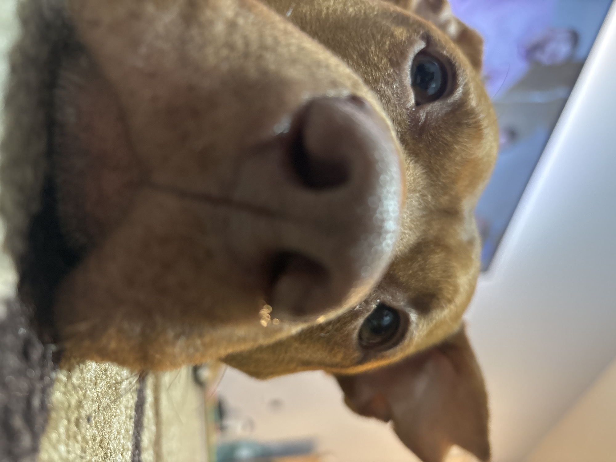 A close-up, upside-down perspective captures a brown dog's face. The dog's nose is prominently featured in the center, with a wet, shiny appearance. The eyes are visible above the nose, and floppy ears hang down on either side of the head. The background is blurred, showing a light-colored surface and a hint of a television screen. The bottom of the frame shows a blurry brown-and-white striped object. The location and the city of Sofia, Bulgaria, are not identifiable from the image.
