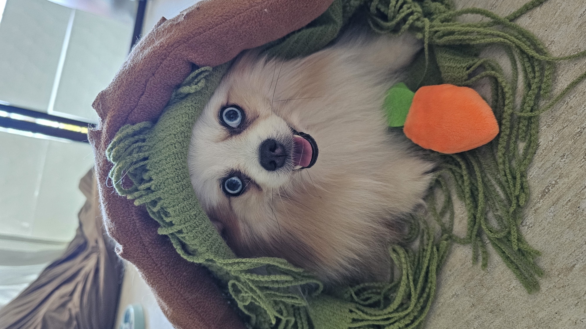 A Pomeranian dog, peeking out from under a brown blanket and a green knitted scarf with fringe, is captured in a close-up, low-angle shot. The dog has wide, bright blue eyes and an open mouth with its pink tongue visible, giving it a surprised or excited expression. In front of the dog, to its right, is a small, orange plush carrot toy. The background is blurred, showing a brown draped fabric on the left and a window with vertical blinds on the right. The floor appears to be a light-colored textured surface. The image does not provide any information about the city of Baan Chaweng, Thailand.