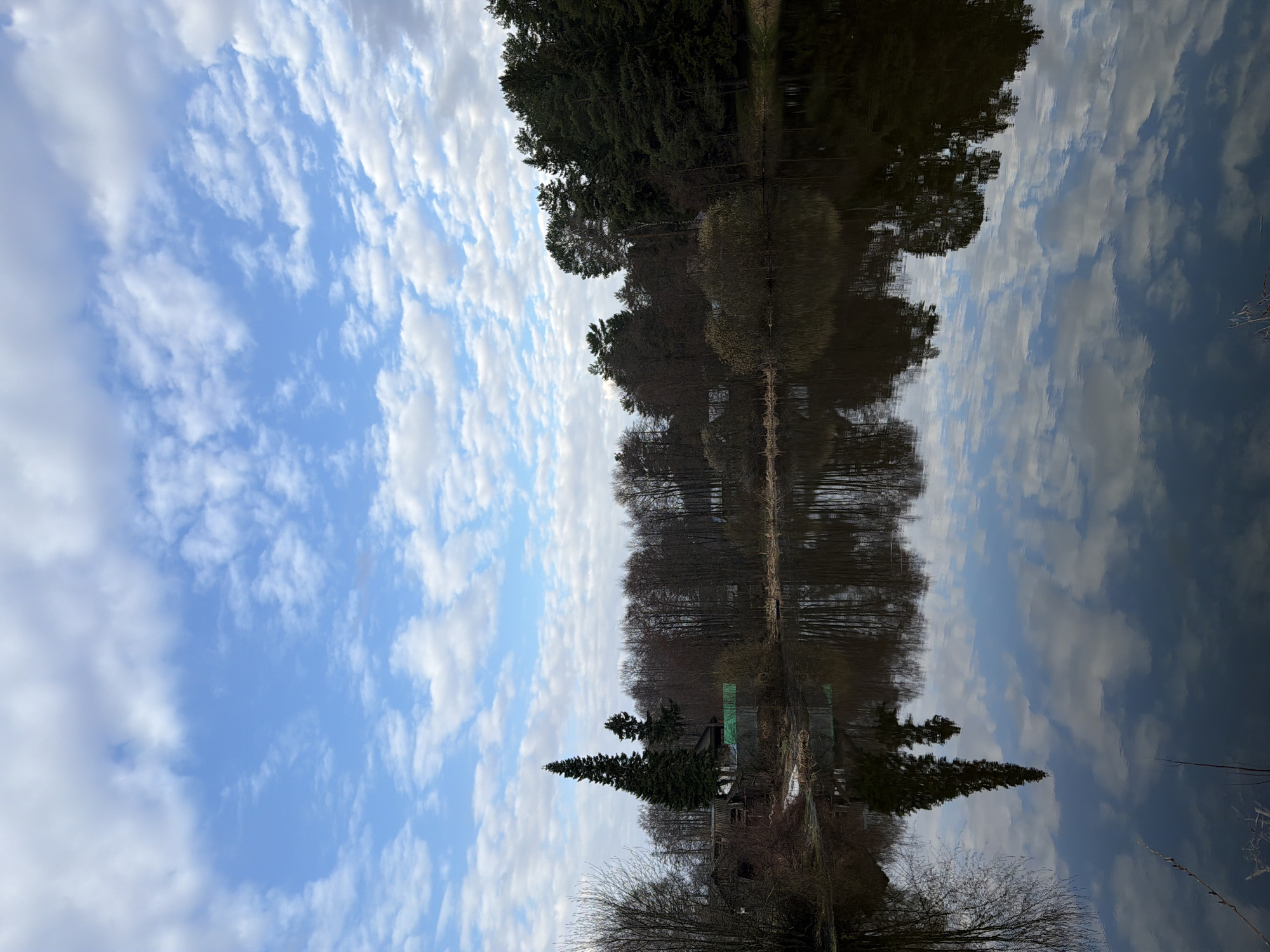 The image displays a tranquil waterside landscape, captured likely during late winter or early spring in Chaikovsky, Russia. The scene is bisected horizontally by the horizon line where a body of calm water meets the land.
The upper portion of the image shows a bright blue sky dotted with numerous white, fluffy cumulus clouds, stretching from the left side towards the right. Below this, a serene body of water, possibly a lake or river, perfectly mirrors the sky and the surrounding trees, creating a near-symmetrical reflection.
Along the far bank of the water, a dense line of trees forms the primary subject. This tree line consists of both dark green evergreens, particularly prominent towards the left, and bare deciduous trees, indicating the season. Their reflections are clearly visible in the still water.
On the near side, closer to the viewer, more bare deciduous trees and shrubs are scattered. A prominent, tall evergreen tree, possibly a spruce or fir, stands somewhat isolated and slightly leans. Adjacent to this tree is a small, weathered wooden structure or shed, featuring a distinct green roof. This building is partially obscured by vegetation. Thin reeds or branches are visible subtly extending from the very bottom right into the water.
There is no activity or event taking place; the scene is static and peaceful. The lighting suggests it is daytime, likely morning or afternoon, under a partially cloudy sky. No visible text is present. The overall mood conveyed is one of natural serenity and quiet reflection.