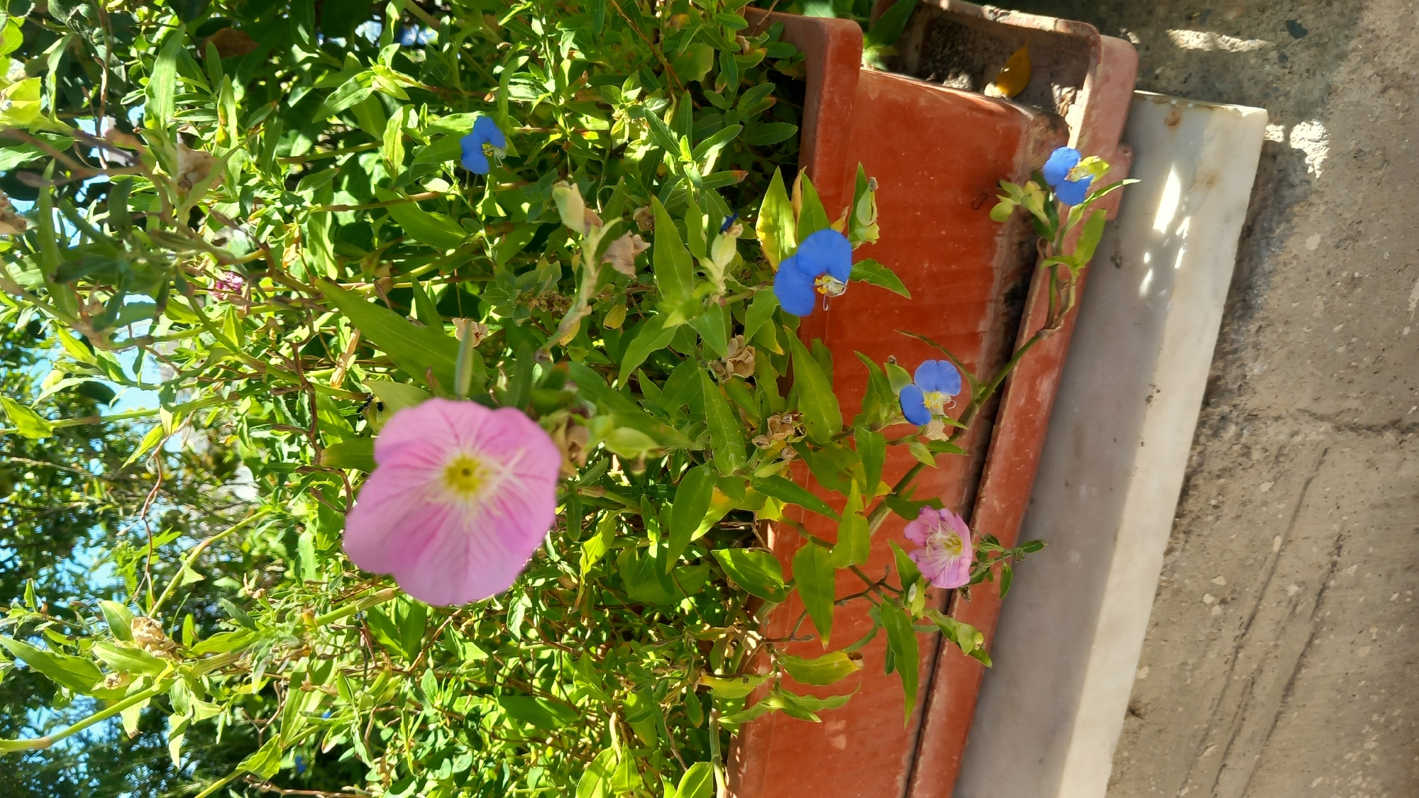 A terra cotta planter filled with green foliage and small flowers, including pink and blue varieties, sits on a light-colored ledge above a textured concrete surface. The planter is partially shaded, with sunlight illuminating some of the leaves and flowers. The scene is outdoors, possibly in a garden or balcony setting, with a blurred background suggesting trees and a bright sky, consistent with a location in Platani, Greece.