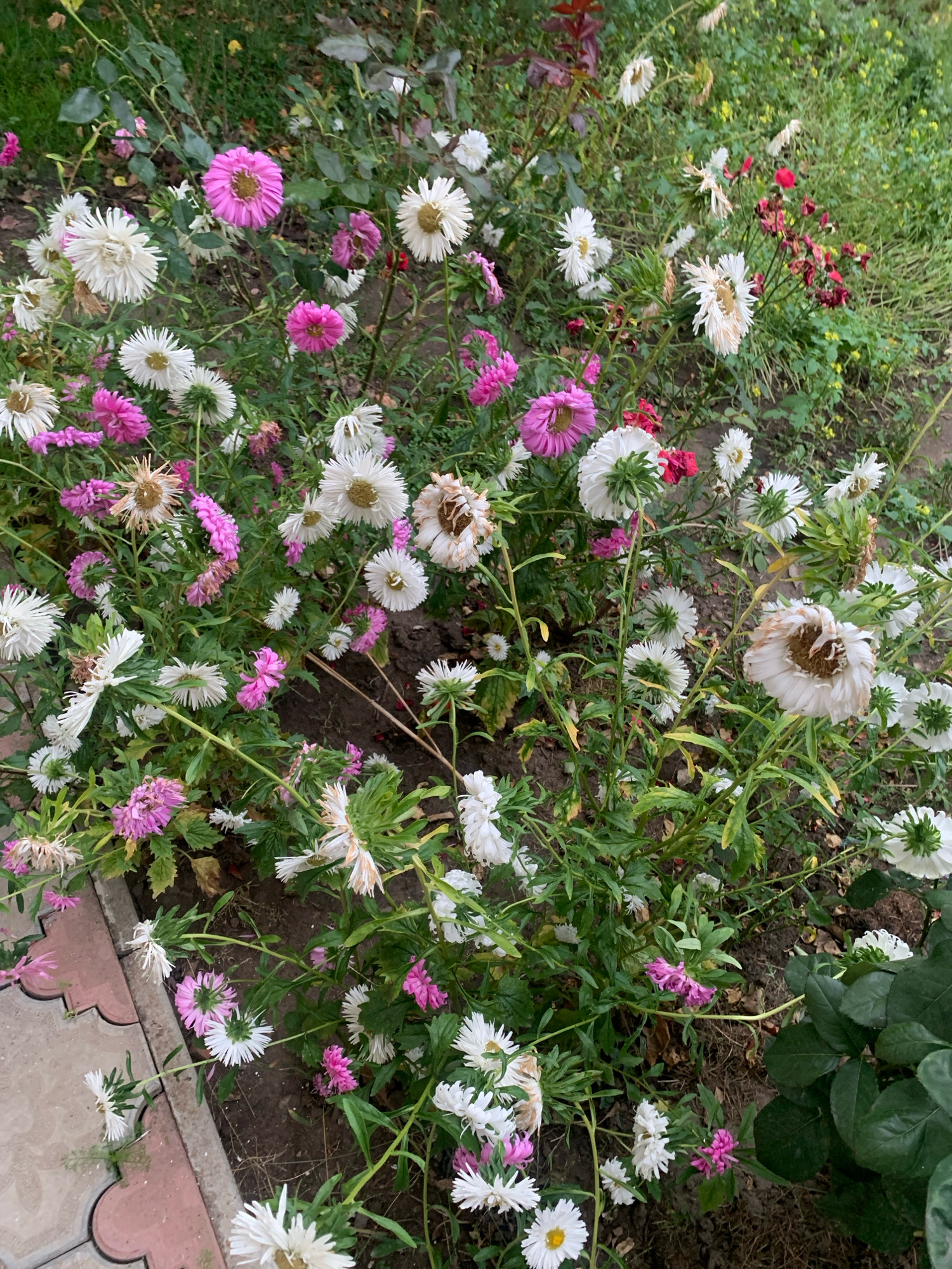 The image depicts a close-up, eye-level view of a garden bed filled with a variety of asters, predominantly in shades of white and pink, with some wilting and browning petals visible on several flowers. The asters are clustered together, with some appearing fully bloomed and others in various stages of decay. Green foliage and some darker leaves, possibly from a rose bush on the right side of the frame, are interspersed among the flowers. The ground is composed of dark soil, with fallen leaves and debris scattered throughout. A portion of a patterned paved walkway, made of light-colored interlocking stones with scalloped edges, is visible in the lower left corner. The overall impression is one of a garden in late bloom, with signs of the season's end. There are no people or animals visible in the image, nor any discernible urban or specific location markers that would place it in Kolomyia, Ukraine, or any other city.