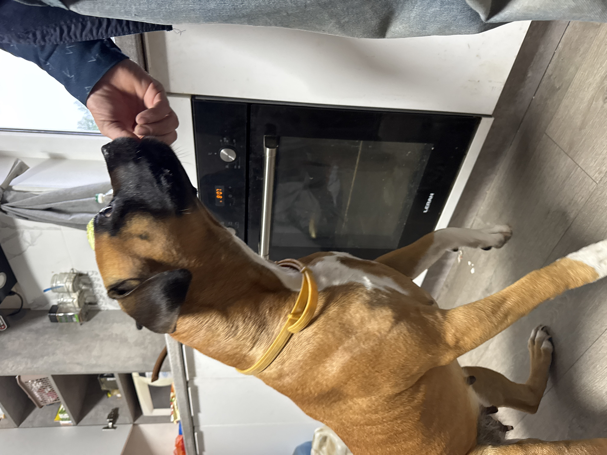 A person's hand is offering a treat to a brown and white boxer dog. The dog is looking up at the hand, with its mouth open, ready to receive the treat. The dog has a yellow collar around its neck. In the background, there is a black oven with a digital display showing "8:07". The scene appears to be taking place in a kitchen, with white cabinets and a light-colored wooden floor. The lighting suggests it could be daytime. The image is in landscape orientation and is slightly tilted. The person's arm and part of their jeans are visible at the top of the frame. A grey garment or cloth hangs on a rack to the left of the oven. The floor is made of light-colored wooden planks.