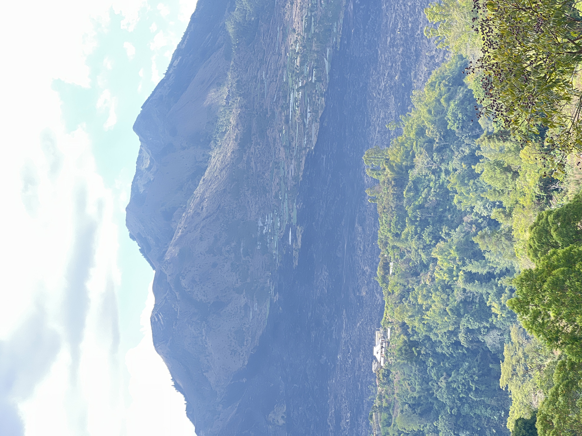 The image depicts a vast, mountainous landscape under a partially cloudy sky. In the foreground, a dense forest of lush green trees covers rolling hills, with some trees displaying vibrant yellow-green foliage. A few dark berries are visible on branches in the lower right corner. Behind the forest, a significant portion of the middle ground is covered by a dark, rocky, and uneven terrain, likely a lava field, with scattered vegetation appearing as small green patches. Further up the mountain, a terraced landscape with cultivated fields and some small buildings can be seen. The background is dominated by a large, imposing mountain with a rugged, textured surface, its slopes bearing subtle patterns of vegetation and perhaps some human settlements. The overall impression is one of dramatic natural scenery, with evidence of volcanic activity and human adaptation to the environment in Kintamani, Indonesia.