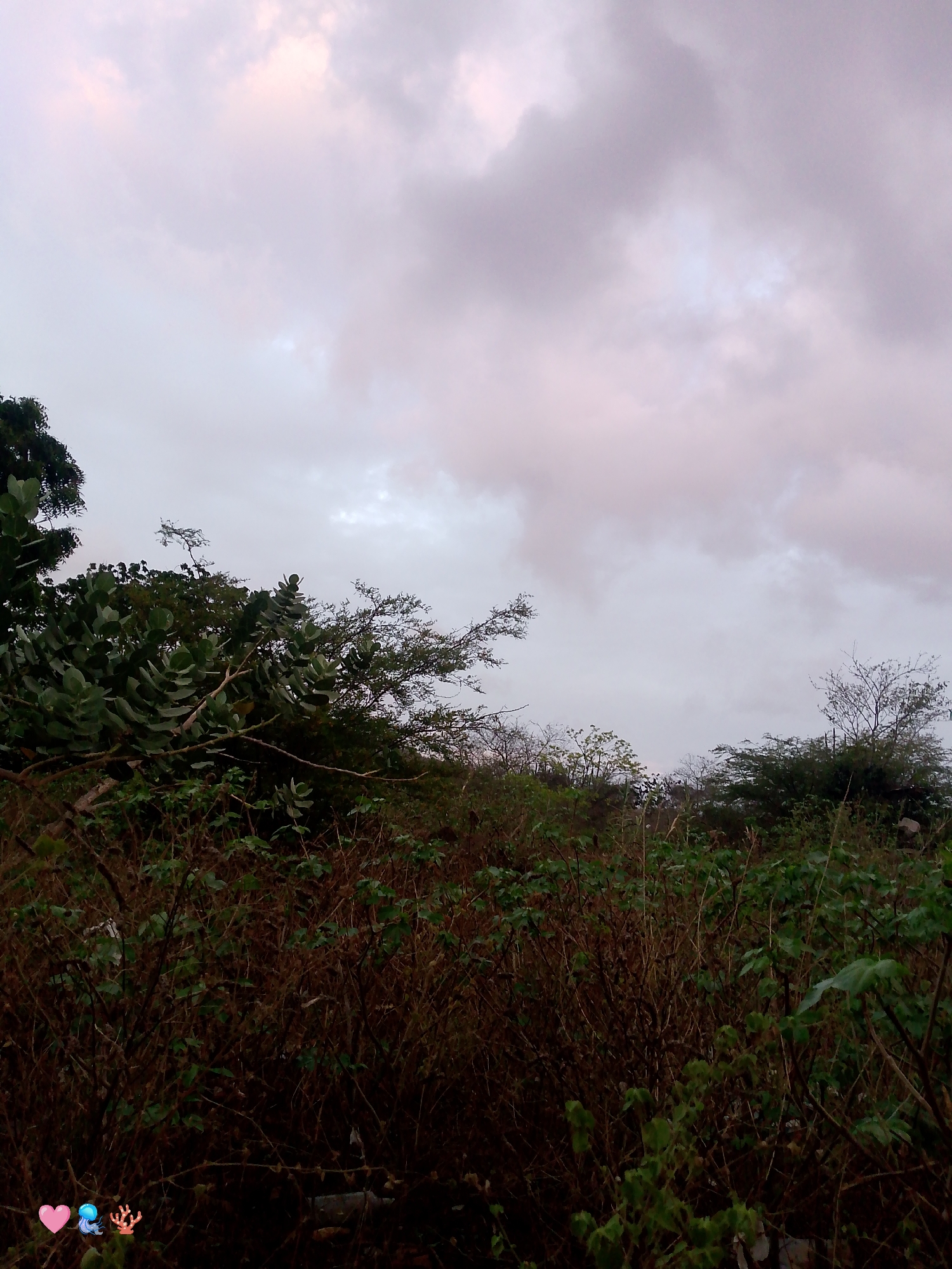 The image depicts an overcast sky above a dense thicket of dry bushes and green foliage. The vegetation appears wild and uncultivated, with many bare branches and sparse leaves. In the foreground, a few small, stylized graphics are visible: a pink heart, a blue jellyfish, and a red coral. The scene is likely located in El Cercado, Venezuela, given the context provided.