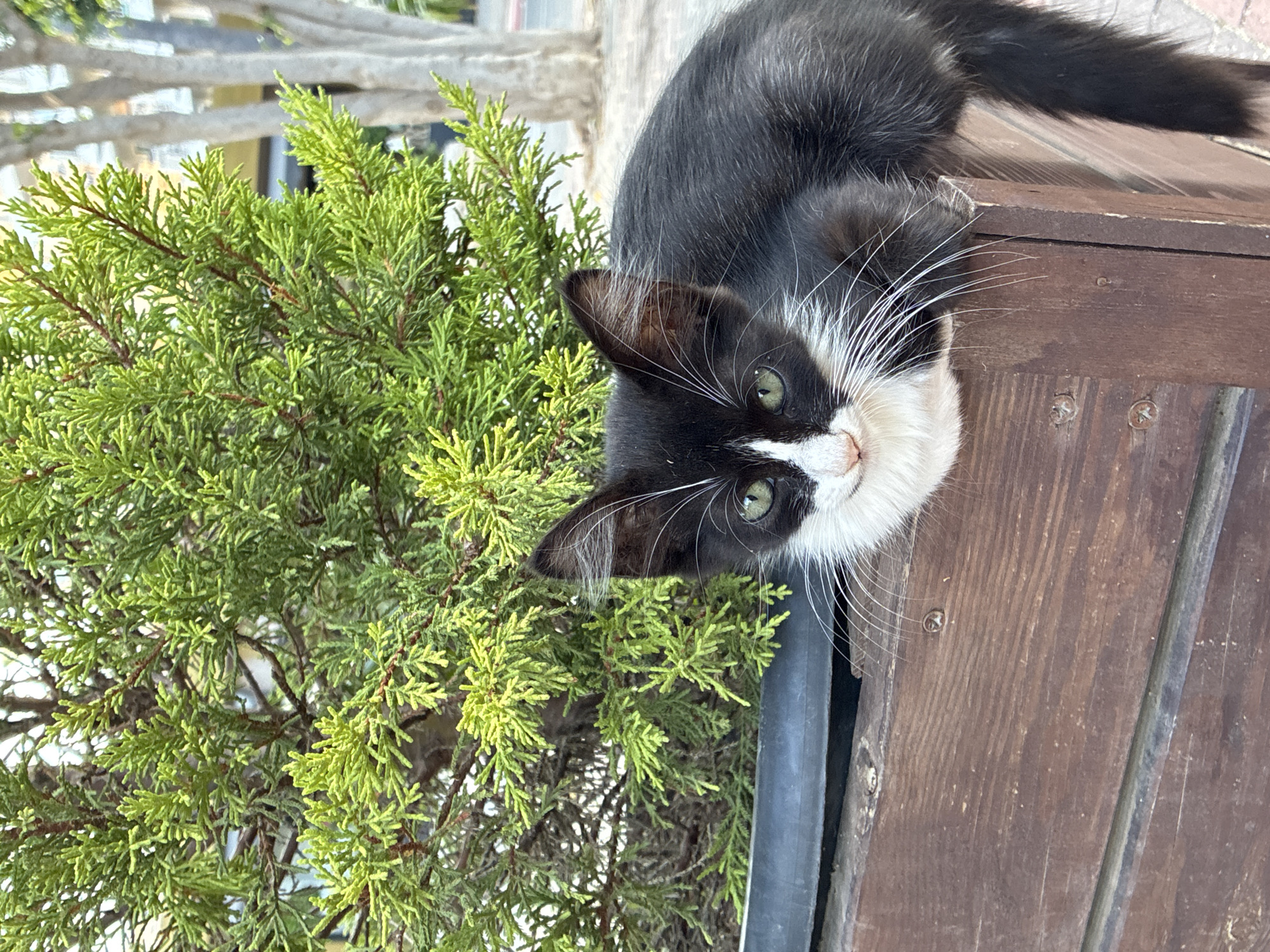 A black and white kitten with green eyes rests its head on the edge of a weathered wooden planter filled with a lush green evergreen bush. The kitten's face is partially obscured by the foliage, revealing its black fur, white chest, and prominent white whiskers. The planter is situated outdoors, with trees and a blurred building in the background, suggesting an urban environment. The kitten appears to be alone. The location is Alanya, Turkey.