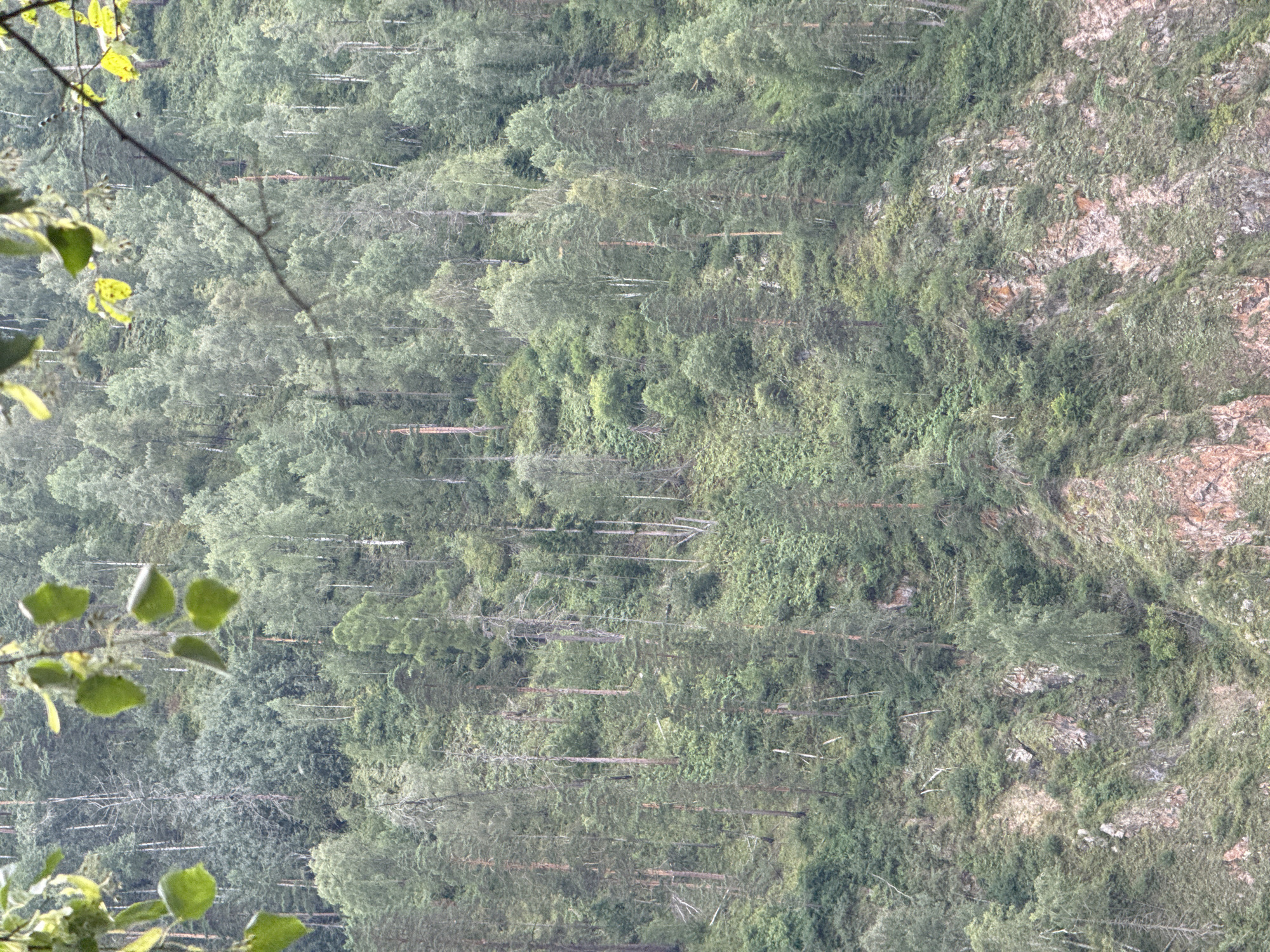 The image shows a dense, steep, forested mountainside in the city of Ust-Mana, Russia. The terrain is rugged and rocky, with trees of various types and ages growing closely together. The trees are predominantly green, indicating a temperate or boreal forest environment. There are no visible signs of human activity or inhabitants within the frame. The foreground of the image is partially obscured by blurry green leaves and branches of trees, suggesting the photo was taken from a close vantage point, possibly from a lower elevation or from a structure. The lighting is overcast, creating a subdued and somewhat muted color palette. The overall scene depicts a natural, wild landscape.
