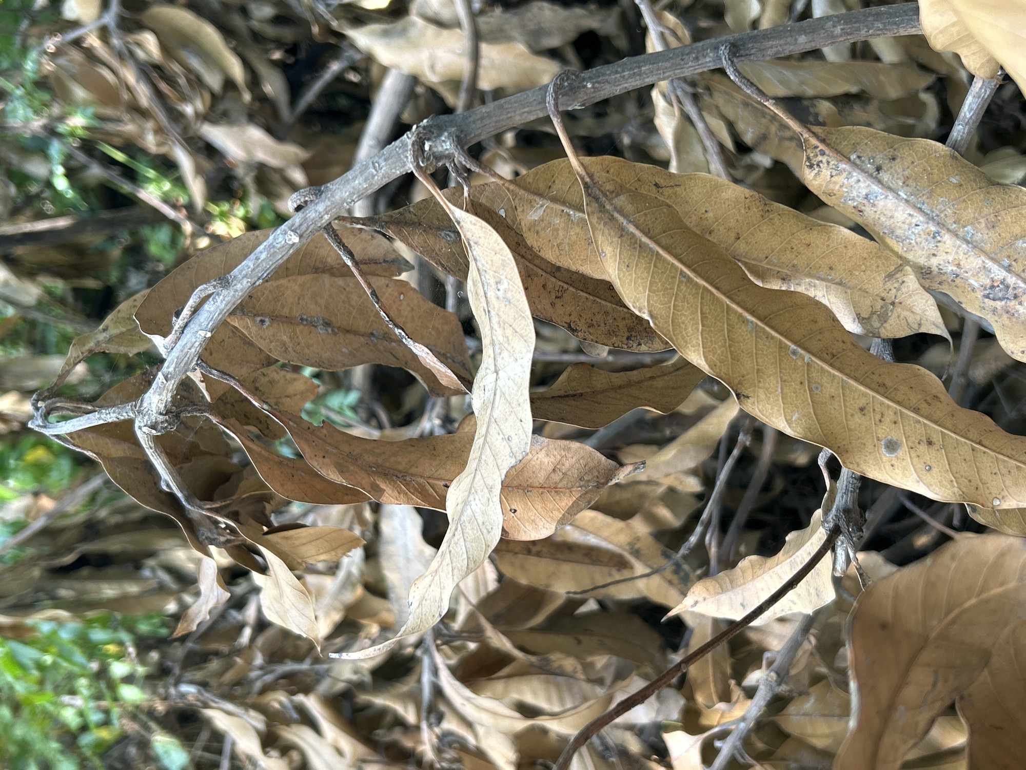 The image depicts a close-up view of dry, brown leaves and thin branches, suggesting a natural environment, possibly a garden or park within the city of Banda Aceh, Indonesia. The leaves are brittle and some show signs of decay or discoloration. The background is blurred, with hints of green foliage and more dried vegetation. The lighting indicates it could be daytime, with natural light filtering through the branches. There are no people or animals visible in the image. The focus is on the texture and fragility of the dead plant matter.