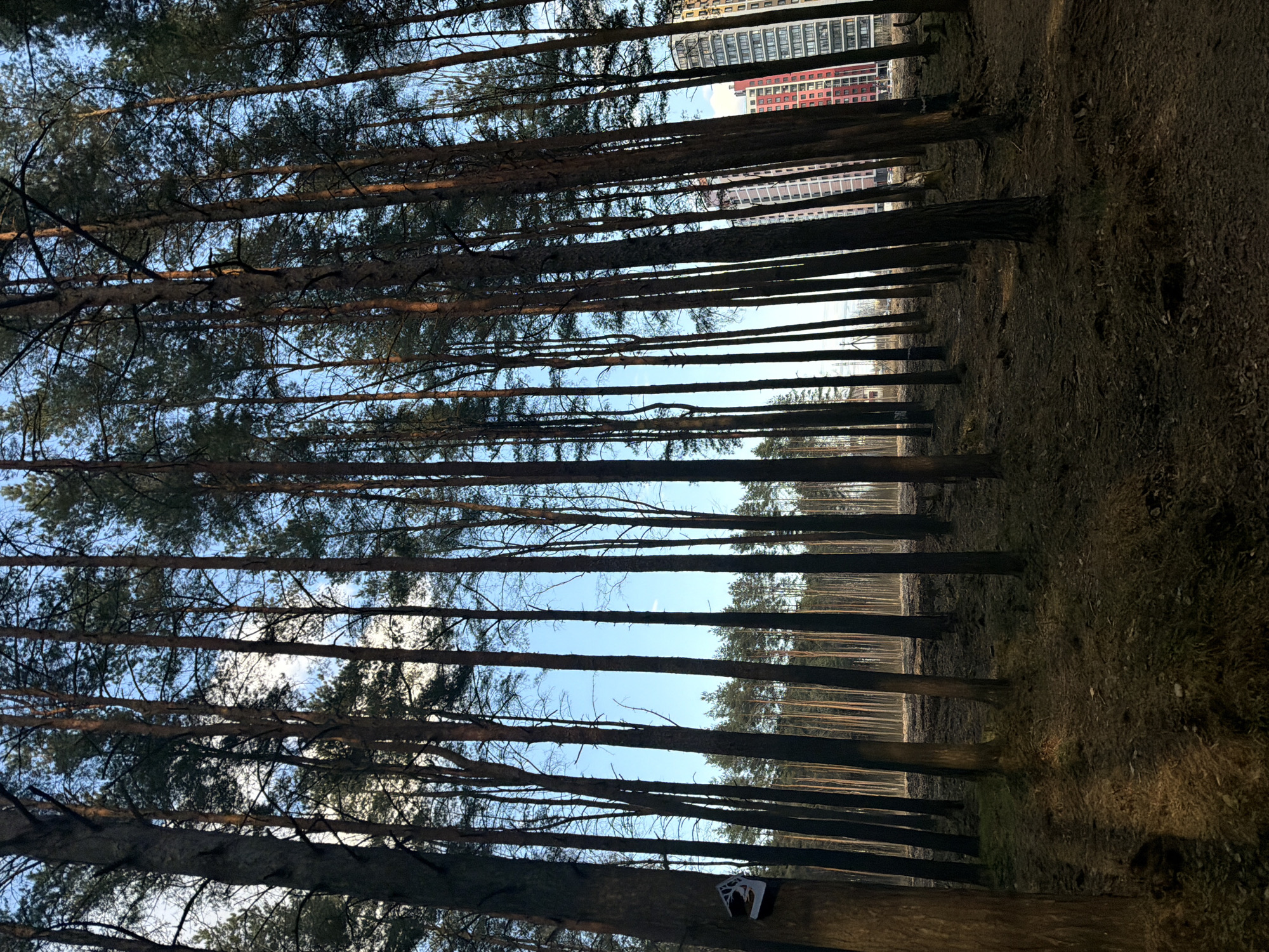 The image shows a forest in Lavriki, Russia. The view is looking upwards through tall, thin trees with green needles toward the sky. In the distance, tall modern buildings can be seen, suggesting the forest is near an urban area. The ground is covered with dirt and fallen leaves, and the tree trunks cast long shadows. A piece of white litter is attached to the base of one of the trees.