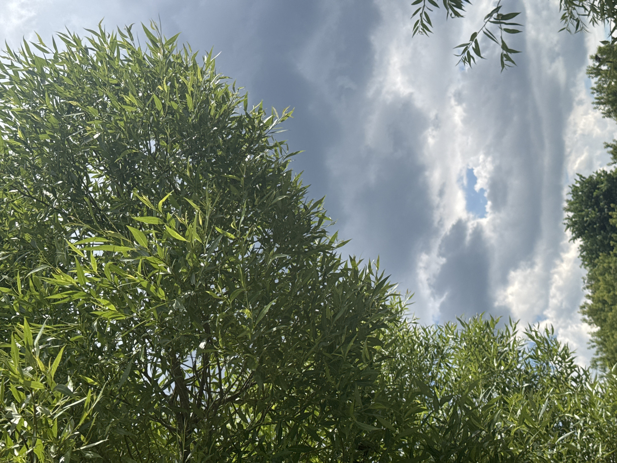 An outdoor, low-angle, full-shot photograph captures a canopy of green foliage from willow trees against a cloudy sky. The leaves are vibrant green and are illuminated by sunlight. The sky is a mix of dark, heavy clouds and patches of brighter sky, with a small opening revealing a clear blue sky. In the distance, the tops of more green trees are visible. The image appears to have been taken in a park or natural area within the city of Izhevsk, Russia, likely during the daytime.