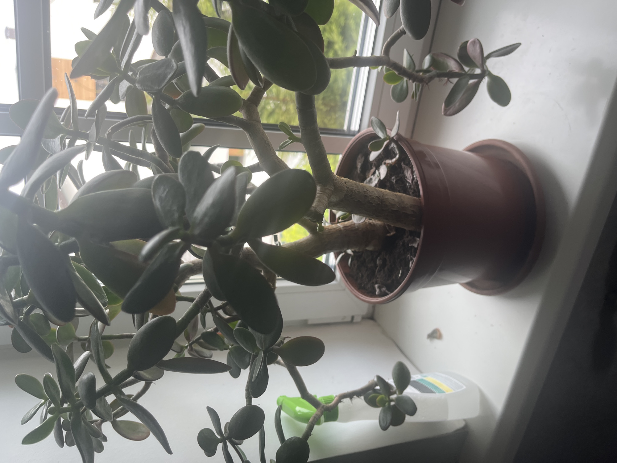 The image shows a jade plant in a brown pot on a white windowsill. The plant has thick, fleshy green leaves and a woody stem. A white spray bottle with a green nozzle is partially visible to the left of the plant. The background shows a window with a view of trees and a building. The location is identified as Vladimirovka, Russia. The overall scene is indoors, with natural light coming from the window.