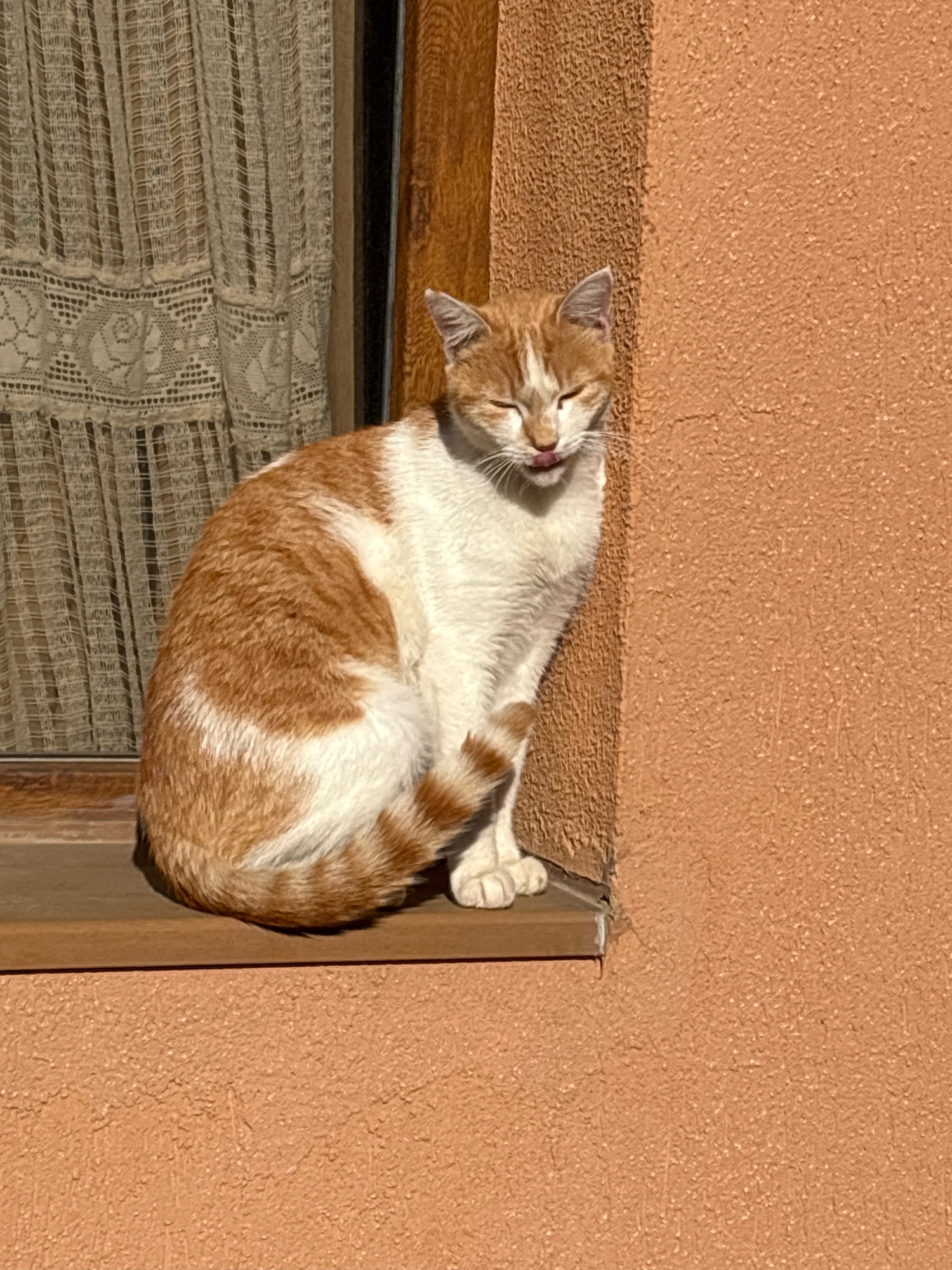 An orange and white cat is sitting on a wooden windowsill with its eyes closed and tongue sticking out. The cat is positioned to the left of the frame, with its body facing forward and its tail curled around its left side. Behind the cat, a lace curtain hangs in front of a window, and to the right, an orange stucco wall is visible. The scene appears to be outdoors, with sunlight casting shadows on the cat and the wall. The location is identified as Sveti Vlas, Bulgaria.