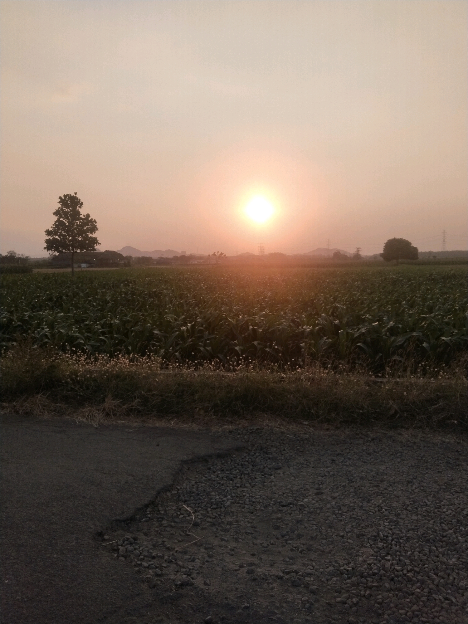A photograph taken at sunset in Cibunar, Indonesia, captures a vast cornfield stretching towards distant hills under a hazy sky. The sun, a bright orb, is partially obscured by the atmosphere, casting a warm, orange glow. A lone tree stands in silhouette to the left of the frame, while another rounded tree is visible in the distance to the right. The foreground consists of a dirt road with patches of gravel and grass. The scene depicts a rural agricultural landscape during twilight.