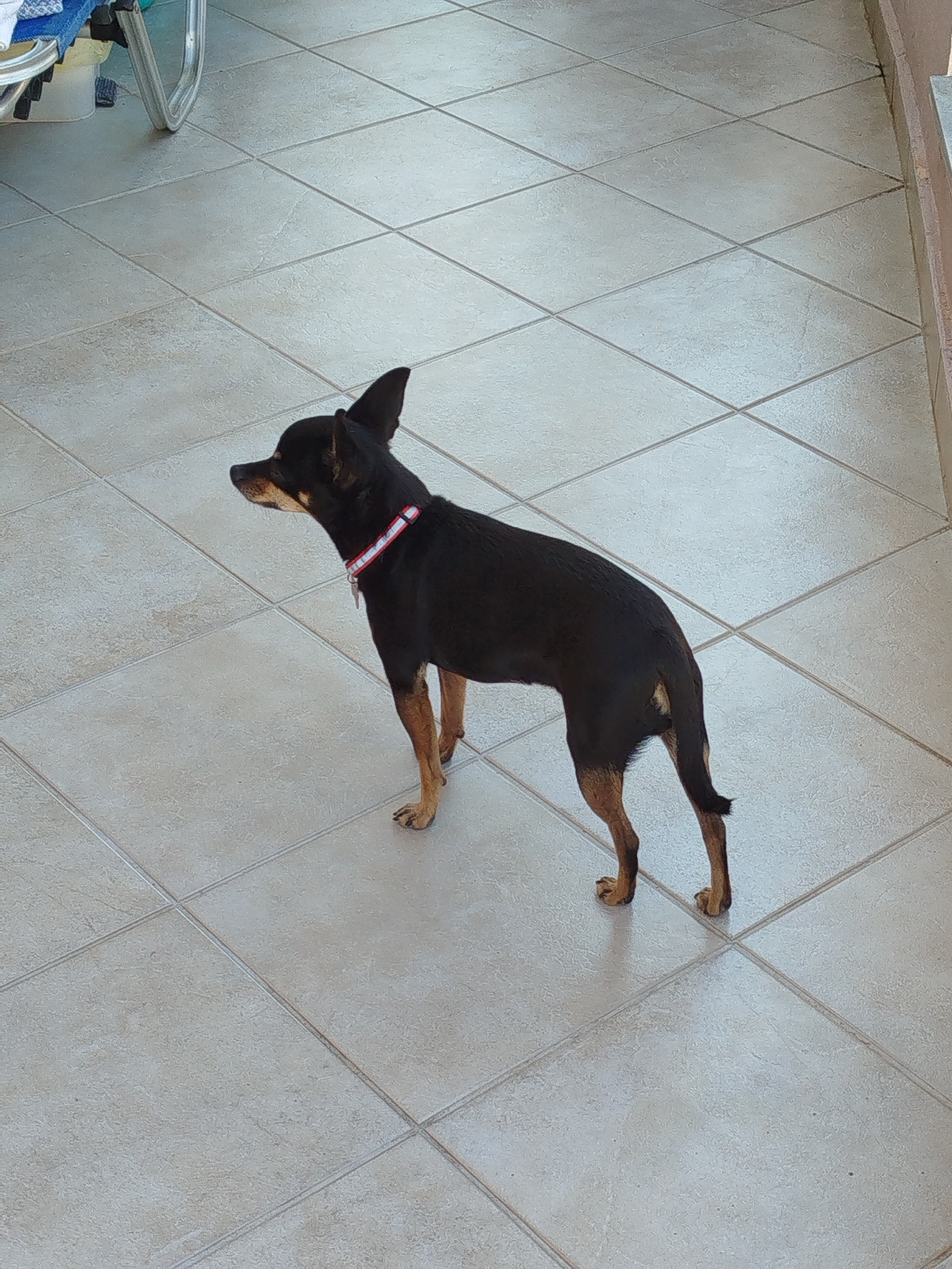 A small black and tan dog stands on a tiled floor. The dog is facing left in profile, with its head turned slightly forward. It wears a red and white collar. The floor is composed of square, pale tiles laid in a diamond pattern. In the background, a portion of a silver-colored rolling chair and some blue and white fabric are visible. The environment appears to be an outdoor patio or balcony. The lighting suggests it is daytime.