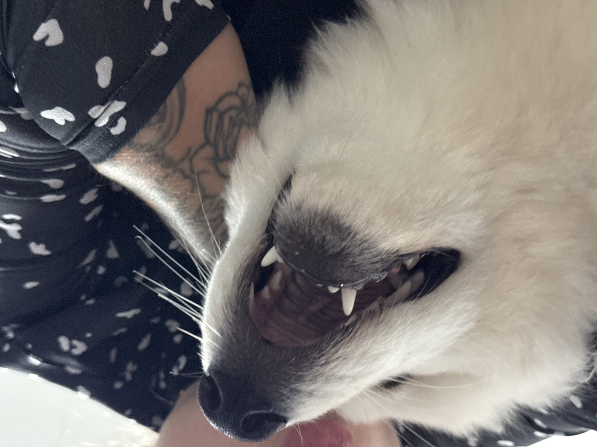 A close-up, angled shot captures a white-furred dog with its mouth wide open, prominently displaying sharp canine teeth and molars. The dog's black nose and long white whiskers are clearly visible, indicating it is looking directly towards the camera or the person holding it. Its fur appears thick and soft.
Partially visible in the background and side of the frame is a person, likely holding the dog or taking the photo. They are wearing a black garment adorned with an irregular white speckle or dot pattern. A significant portion of their arm is visible, featuring a detailed, dark tattoo with intricate floral or organic designs, possibly depicting roses and leaves. The person's face is not shown.
The activity appears to be an intimate interaction between the dog and its owner, possibly a playful moment where the dog is mid-bark, mid-yawn, or playfully showing its teeth. The image is brightly lit, suggesting a daytime indoor setting, though no specific environmental cues like windows or distinct furniture are discernible. There is no visible text in the image. While the provided context indicates the location is Chaikovsky, Russia, the image itself does not contain any visual cues to confirm this specific geographical location.