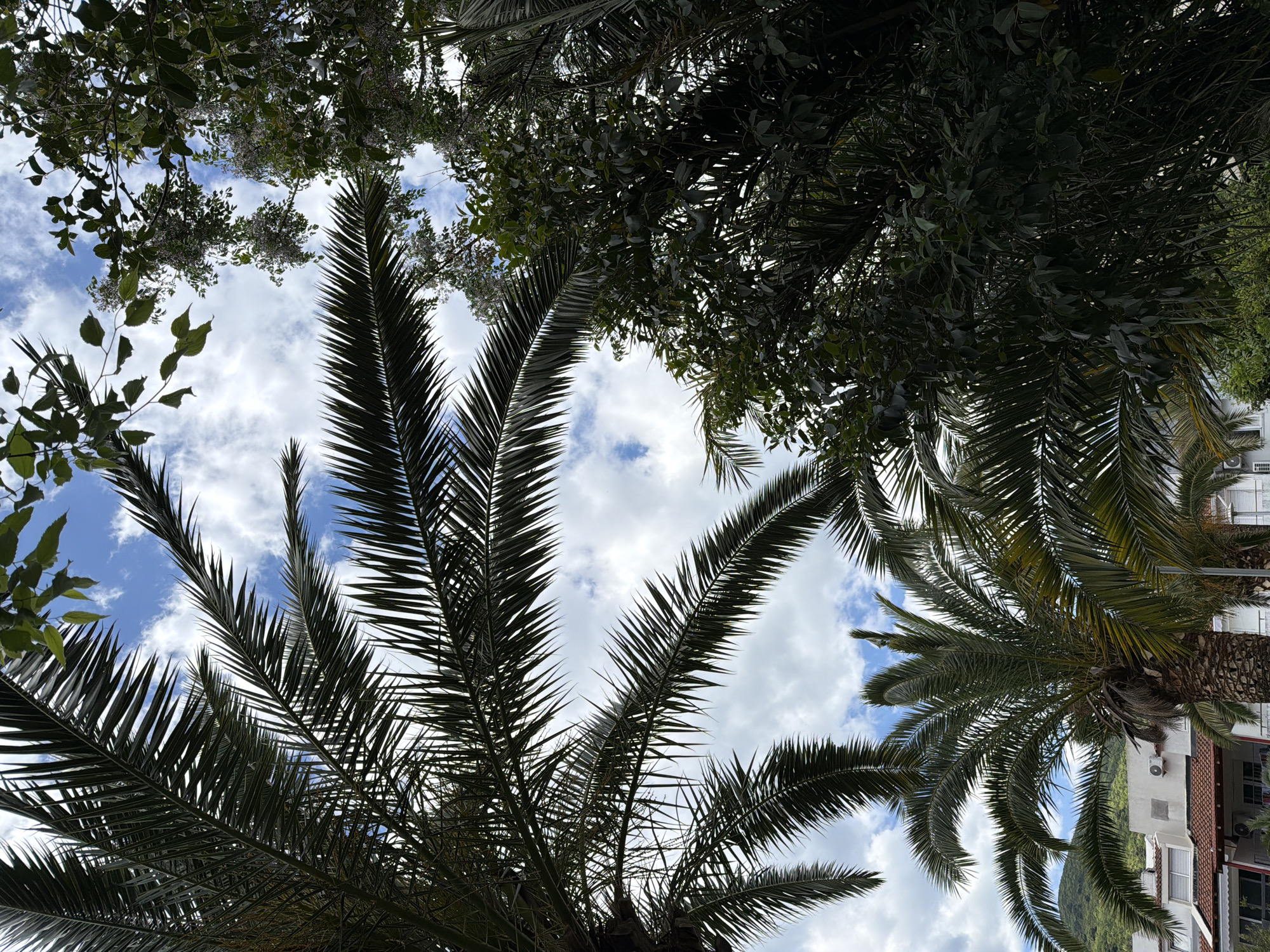 The image is taken from a low angle, looking up at palm trees and other trees against a cloudy sky. Some of the palm trees have a building behind them. The location is likely Budva, Montenegro, given the presence of palm trees and a Mediterranean-style building in the background. The scene is outdoors. No people are visible. The focus is on the natural environment with architectural elements.