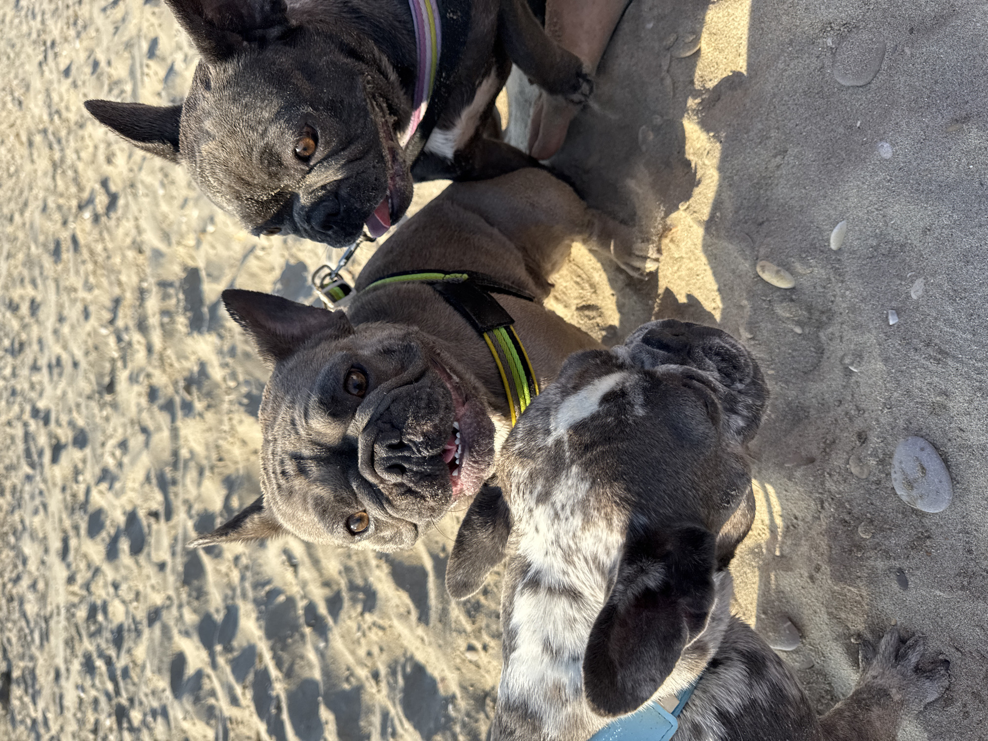 Three French Bulldogs are on a sandy beach. The dog in the foreground on the left has a brindle coat with white markings and is wearing a blue collar. The middle dog has a solid grey coat and is wearing a harness with green and yellow accents. The dog on the right has a dark grey coat and is wearing a harness with rainbow-colored stripes. The dogs appear to be interacting, with the middle dog looking towards the viewer with its mouth open. The sandy beach is illuminated by sunlight, casting shadows. The scene is located on the Lungomare in San Benedetto del Tronto, Italy.