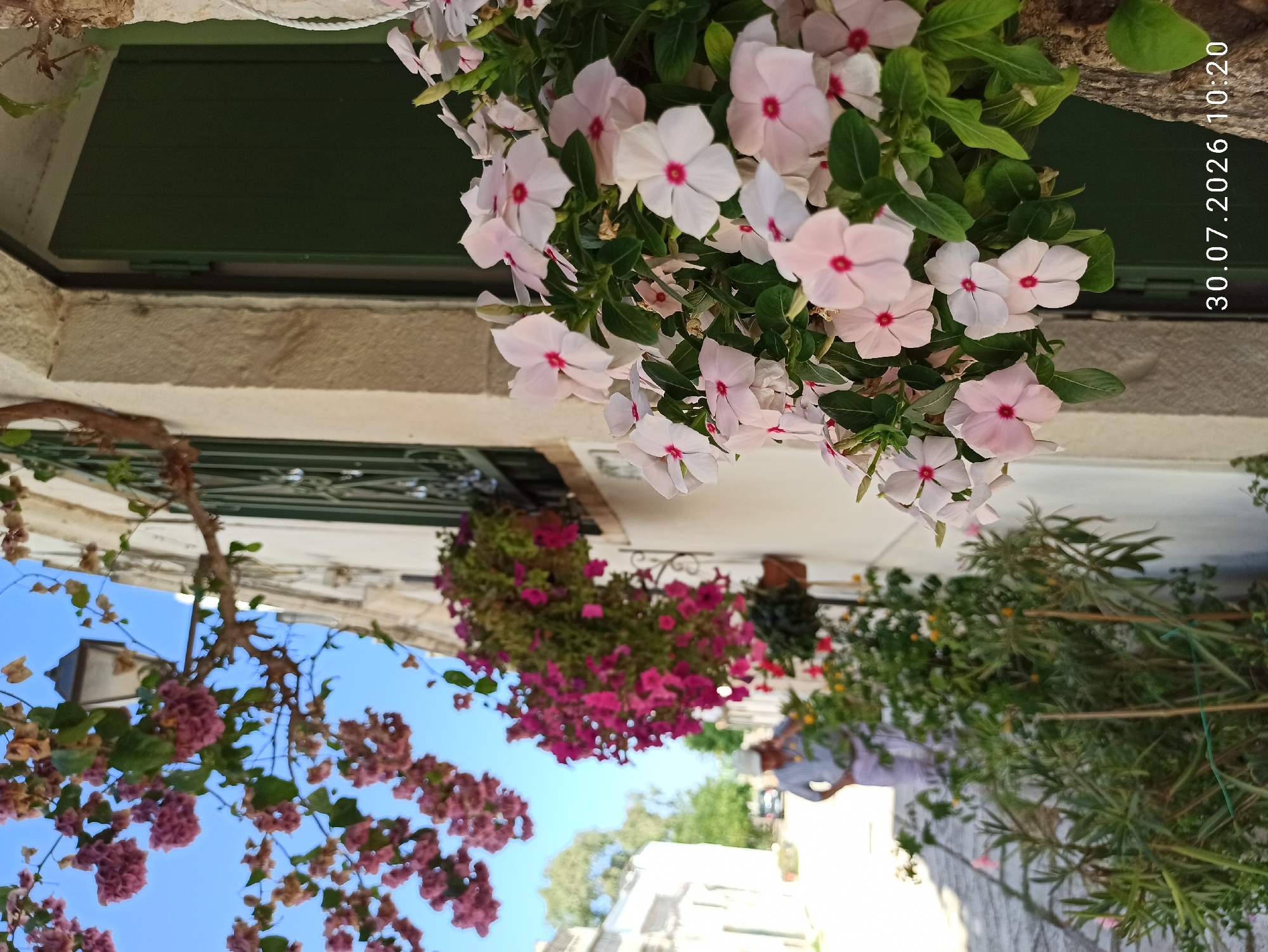 The image depicts a street scene in the city of Terlizzi, Italy, likely in the historic center given the architecture. In the foreground, a cluster of delicate pink and white flowers with red centers is in full bloom, cascading from a planter box. Behind these flowers, a rough stone wall is visible, transitioning to a cream-colored building. A dark green shuttered window is present on the building. To the left, more flowering plants, this time in vibrant pink, hang from a railing and a street lamp is visible. In the background, a man in a light-colored shirt and trousers, wearing a cap, is walking down a cobblestone street. Further down the street, a white building and some greenery are visible. The sky is a clear blue. The timestamp "30.07.2026 10:20" is overlaid on the bottom right corner of the image.