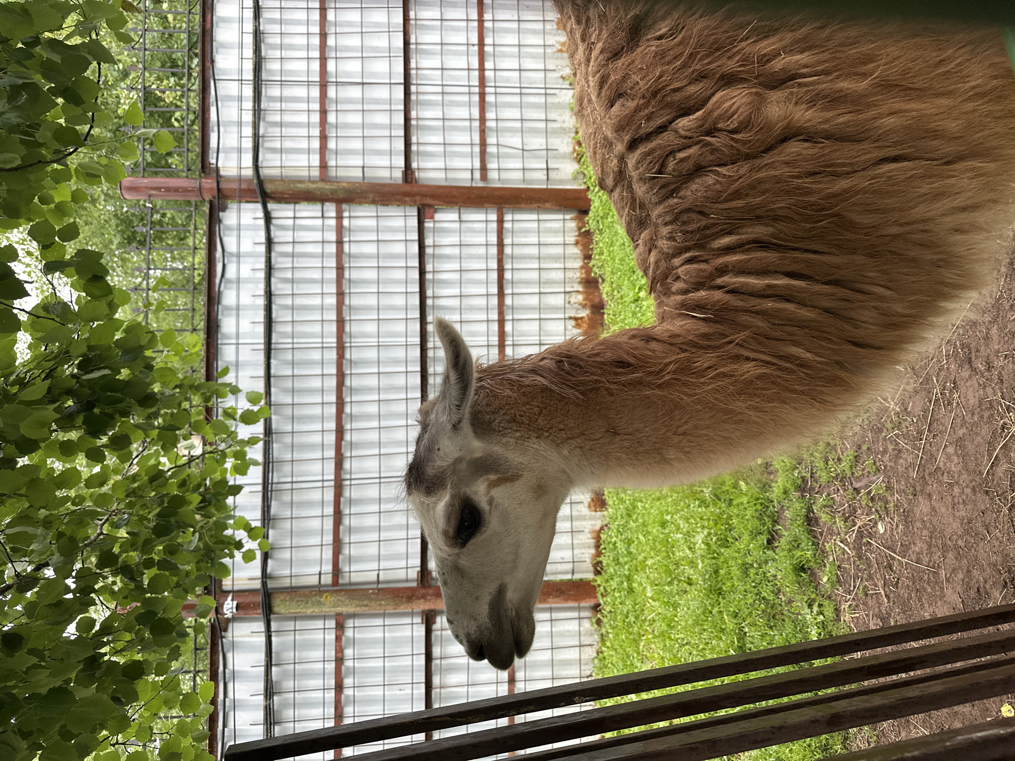 The image shows a close-up of a llama in an outdoor enclosure. The llama's head and neck are visible on the left side of the frame, facing left. It has light brown fur on its neck and a lighter face with dark eyes. The llama's body, covered in thick, shaggy brown fur, extends to the right of the frame. Behind the llama, a metal fence with white corrugated metal panels and horizontal red supports is visible. Green grass covers the ground in front of the fence, and the ground closer to the llama appears to be dirt. Overhead, green leaves from a tree hang into the top of the frame. The scene is likely an animal enclosure, possibly a zoo or a farm, in Izhevsk, Russia, though no specific landmarks or context for the city are present in the image itself. There are no people or any other animals depicted.