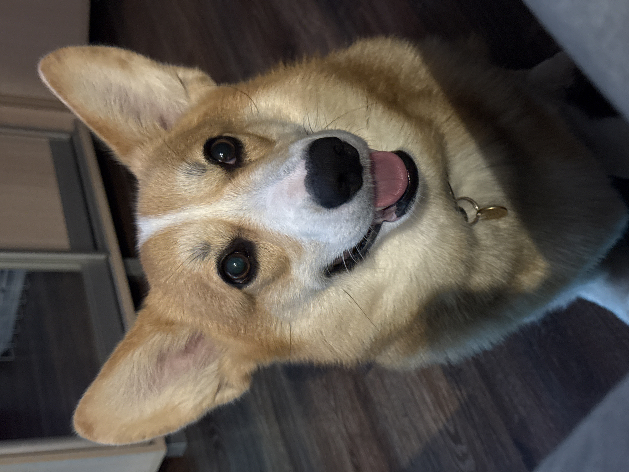 A close-up, medium shot depicts a tan and white corgi dog. The dog is facing upwards, with its head tilted to the left, tongue slightly out, and looking at the camera. The dog is wearing a collar with a tag. The background consists of a dark wood floor and a light-colored object, possibly a cabinet or wall. There is no indication of the location being Votkinsk, Russia.