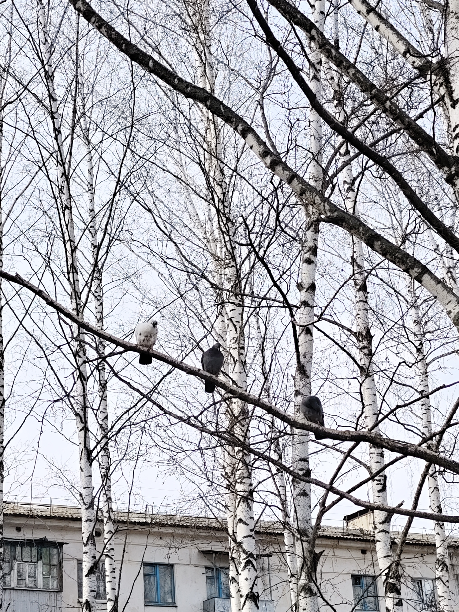 The image depicts a view of birch trees in an urban setting, with a building visible in the background. Three pigeons are perched on a branch in the foreground. The trees are bare, suggesting it may be late autumn or winter. The building appears to be a residential or commercial structure, with multiple windows. Given the specification in the prompt, the scene is likely located in the city of Chaikovsky, Russia.