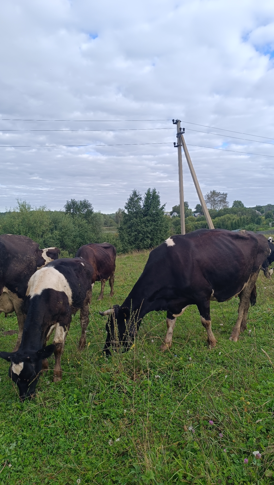 The image depicts a herd of black and white cows grazing in a grassy field. The cows are the primary subjects, with several visible in varying poses of eating. The environment is a rural landscape with trees in the background and a cloudy sky overhead. A utility pole with wires is also present in the scene. The overall impression is of a pastoral setting, likely a farm or pasture. The image is a photograph taken outdoors.