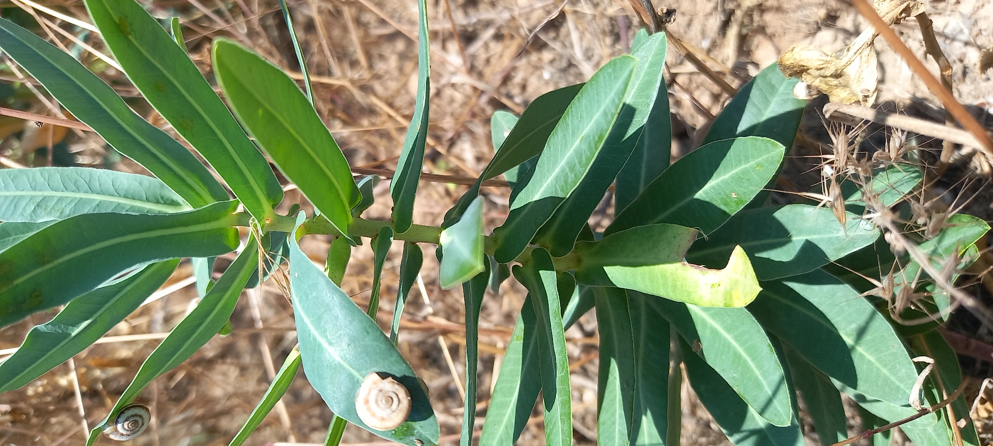 A close-up, vertical shot focuses on a green leafy plant with a small snail visible on one of its leaves. The plant's stem is central, with elongated, green leaves radiating outwards. Some leaves are casting shadows, indicating direct sunlight. The background is a blur of dry, brown vegetation and soil, suggesting an outdoor, possibly arid environment. A tiny, light-colored snail with a spiraled shell is positioned on the upper left side of a leaf. The image does not depict any specific landmarks or context that would allow for identification of its location in Kryvyi Rih, Ukraine.