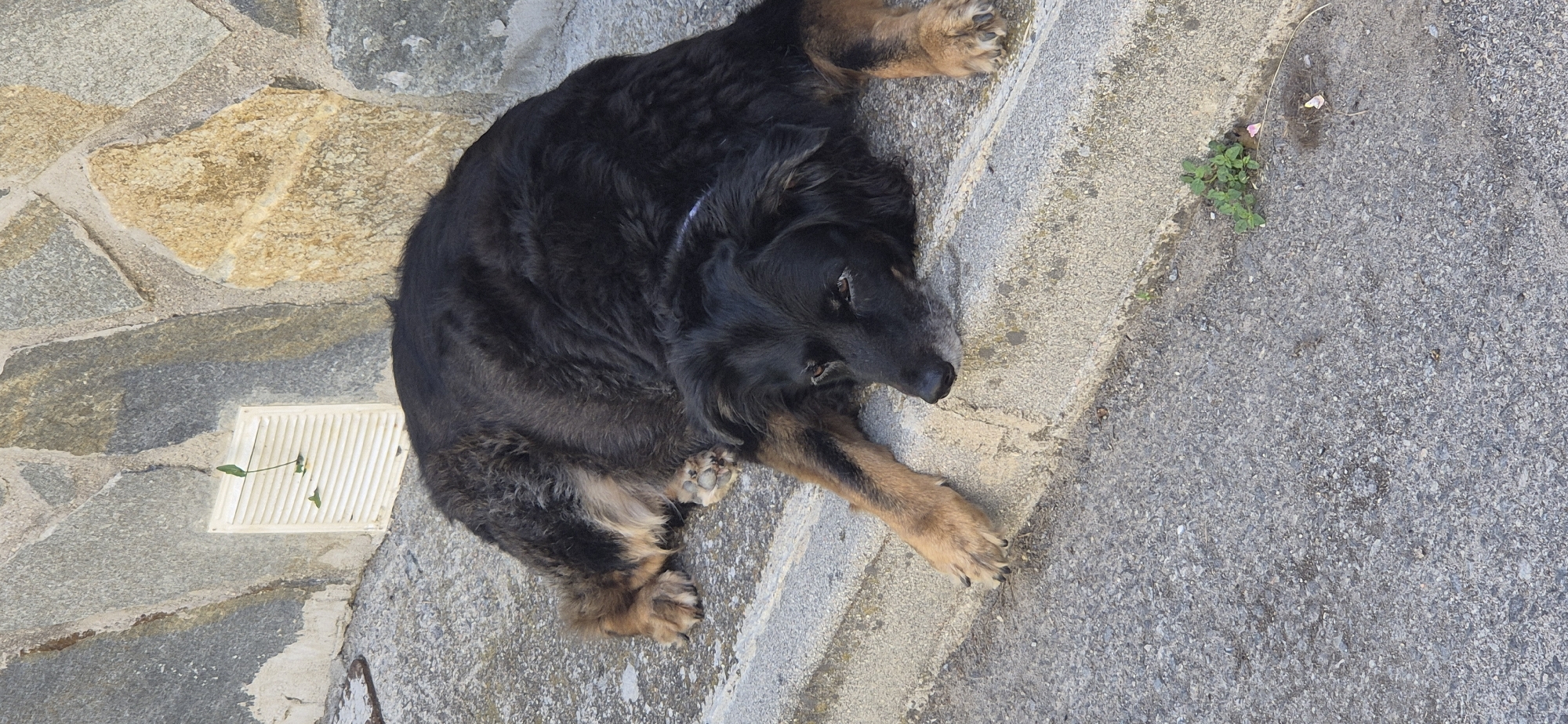 In an outdoor, urban setting, a large, black and tan dog is lying on a concrete curb. The dog is resting its head on the curb, facing left, with its eyes open. Its front paws are extended forward, and its back legs are tucked underneath its body. The dog has thick, dark fur with some lighter tan markings on its legs and chest. The background consists of a stone wall and a paved surface. A white vent with a few small green plants growing through it is visible in the stone wall. Small green plants and some pink flower petals are scattered on the paved surface near the curb. The lighting suggests it is daytime.