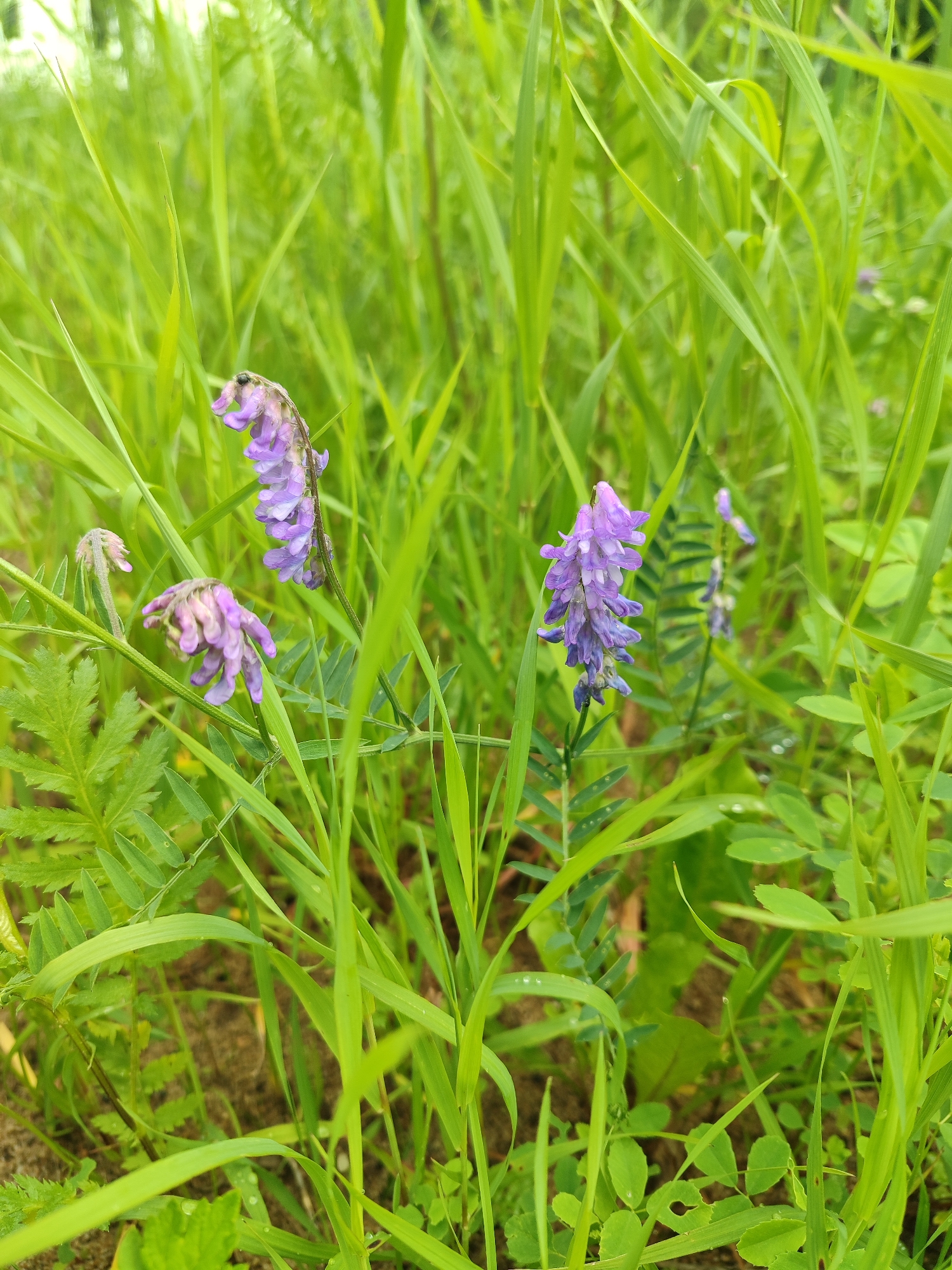 A close-up shot shows a cluster of small purple flowers surrounded by tall green grass. The flowers are delicate and elongated, with a spiky appearance. Some of the flowers are in bloom, while others are still developing. The grass is lush and vibrant, with some blades appearing wet, suggesting recent rain. The background is blurred, with hints of a sandy or earthy ground visible beneath the foliage. The image is taken from a low angle, emphasizing the flowers and grass. The location is Unknown, Unknown.