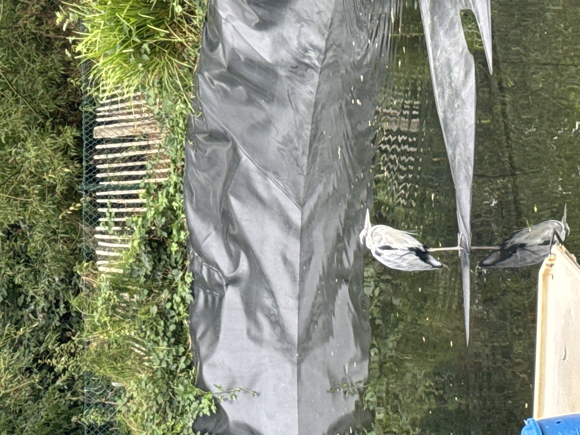 In Courtown, Ireland, a grey heron stands on a thin, dark material floating on a body of water. The heron is facing right, with its long beak slightly lowered. Its reflection is visible in the water below. The water is dark green and reflects the surrounding vegetation. Behind the water, a crinkled, dark material forms a barrier, and further back, a dense green hedge with a white picket fence is visible. The scene appears to be a pond or artificial water feature, possibly within a garden or park.