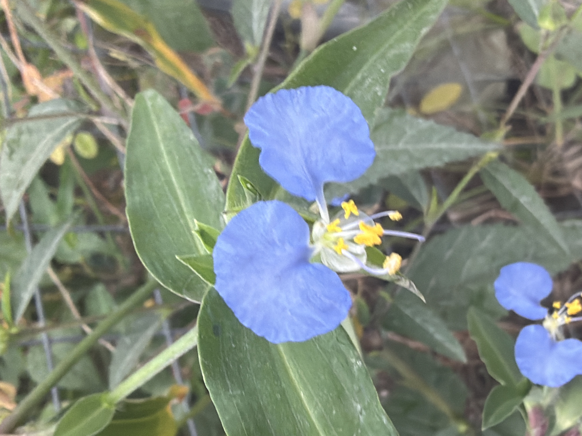 In Igboefon, Nigeria, a close-up shot captures two bright blue flowers with yellow centers, resting among lush green leaves. The flowers are delicate, with petals that appear soft and slightly ruffled. The foreground is dominated by these blooms and their foliage, while the background is a blur of greenery and some wire fencing, suggesting an outdoor garden or natural setting. A smaller, similar blue flower can be seen in the lower left portion of the frame.
