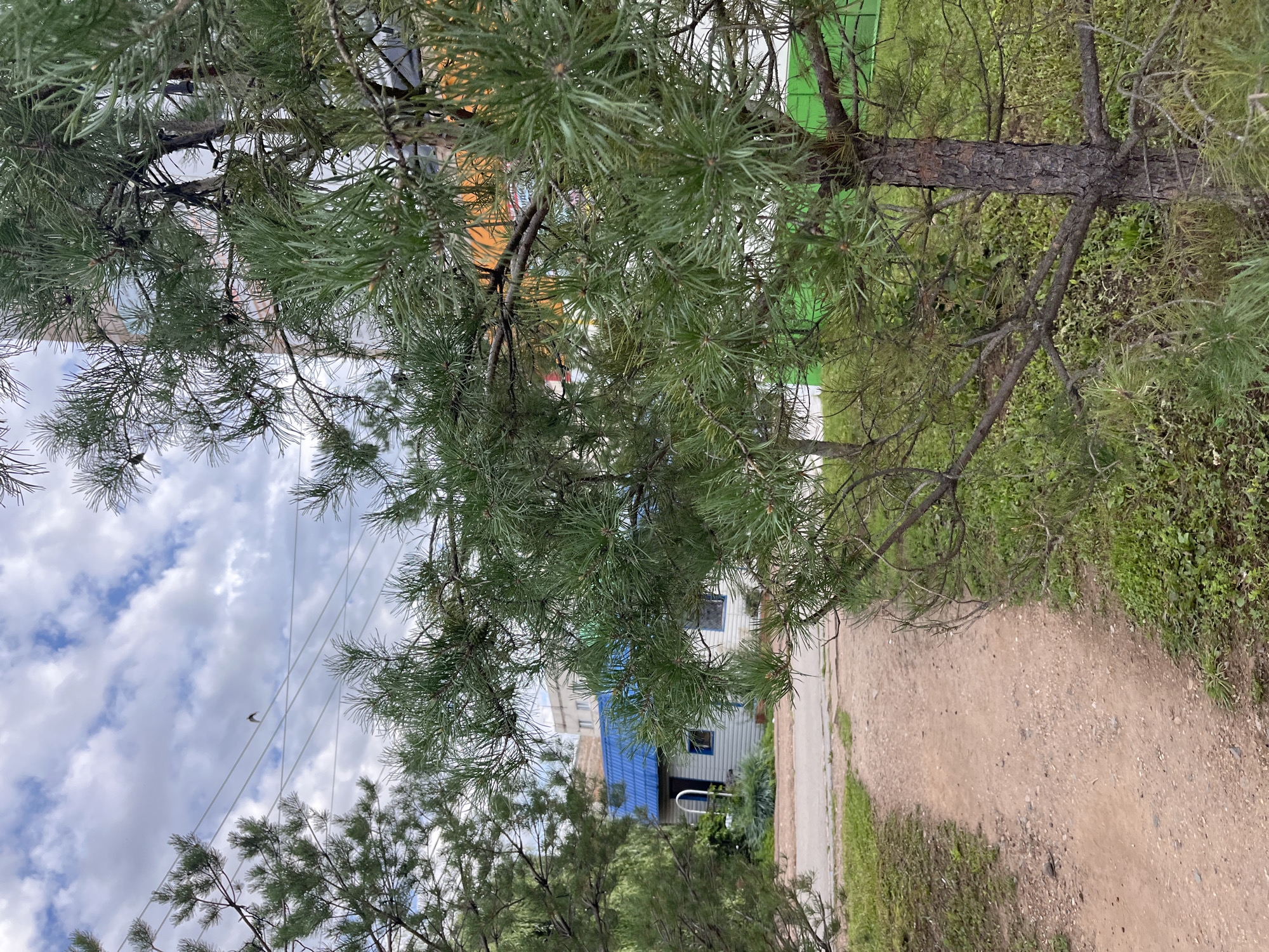 A dirt path leads past a pine tree towards a small, single-story building with a blue roof, located in Blagoveshchensk, Russia. The building appears to be a dwelling or utility structure, with a single doorway and a small window visible. In the background, a taller, multi-story building can be seen. The sky is overcast with scattered clouds, and there is a bird perched on power lines in the distance. The foreground is dominated by the branches and needles of the pine tree, with green grass growing on either side of the path. The scene appears to be a quiet, suburban or rural setting.