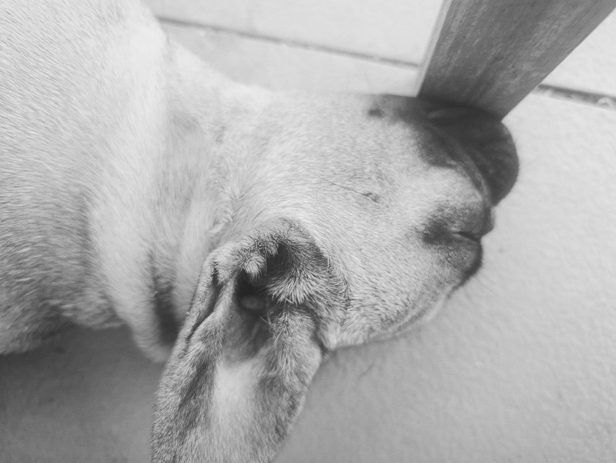 This is a black and white, close-up, low-angle, eye-level shot of a dog's head. The dog is lying on a light-colored, possibly tiled, surface. A portion of a wooden object, possibly a table leg or furniture, extends into the frame from the upper right corner, with its edge resting on the dog's head. The dog appears to be asleep or resting, with its eyes closed and its face pressed against the wooden object. The dog's fur is short and appears light brown or tan. The image is grainy, suggesting it may have been taken with a low-light setting or an older camera. There are no visible signs of the city of Zaliznyi, Russia, or any human presence in the image.