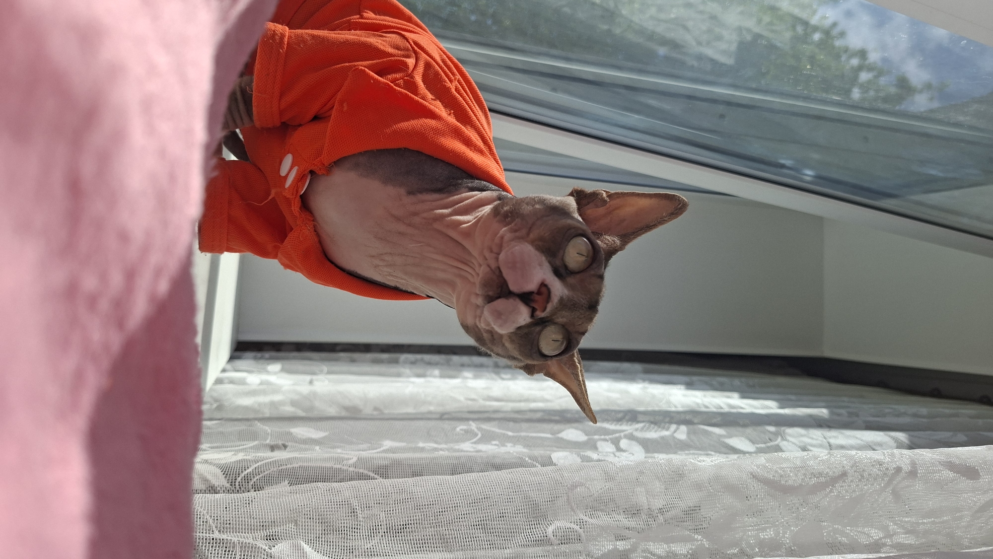A hairless cat wearing an orange shirt is positioned upside down near a window covered with a white lace curtain. The location is in Забалоцкі сельскі Савет, Belarus. A pink fabric is visible on the left. The window reflects exterior elements.