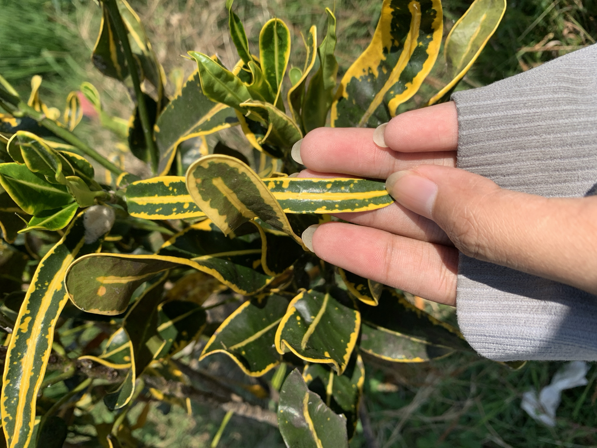 A hand wearing a grey long-sleeved shirt is holding a variegated leaf with green and yellow markings. The leaf is positioned in the center of the frame, with the hand supporting it from underneath. The plant's foliage fills the background, with a slightly blurred grassy area visible behind the plant. The lighting suggests a sunny outdoor environment. The image does not provide any specific location details for Jungke, Indonesia.