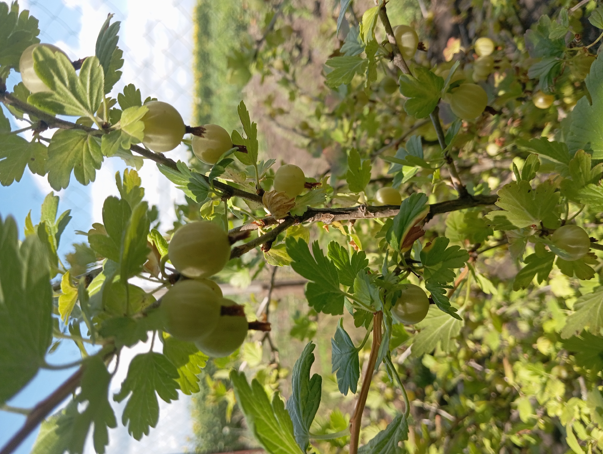 The media file is a photograph of gooseberries growing on a bush. The image is taken at an upward angle, showing the berries and leaves against a bright blue sky with some clouds. The gooseberries are round and light green, with some appearing translucent due to the sunlight shining through them. They are clustered on branches alongside vibrant green leaves, some of which have a lobed shape typical of gooseberry plants. The background is slightly blurred, with hints of other foliage and a distant field, suggesting an outdoor, natural setting. The lighting indicates it is daytime, likely a sunny day, given the bright sky and highlights on the berries. The overall impression is one of fresh, ripe fruit on a plant. The image appears to be taken in Keleberdivka, Ukraine.