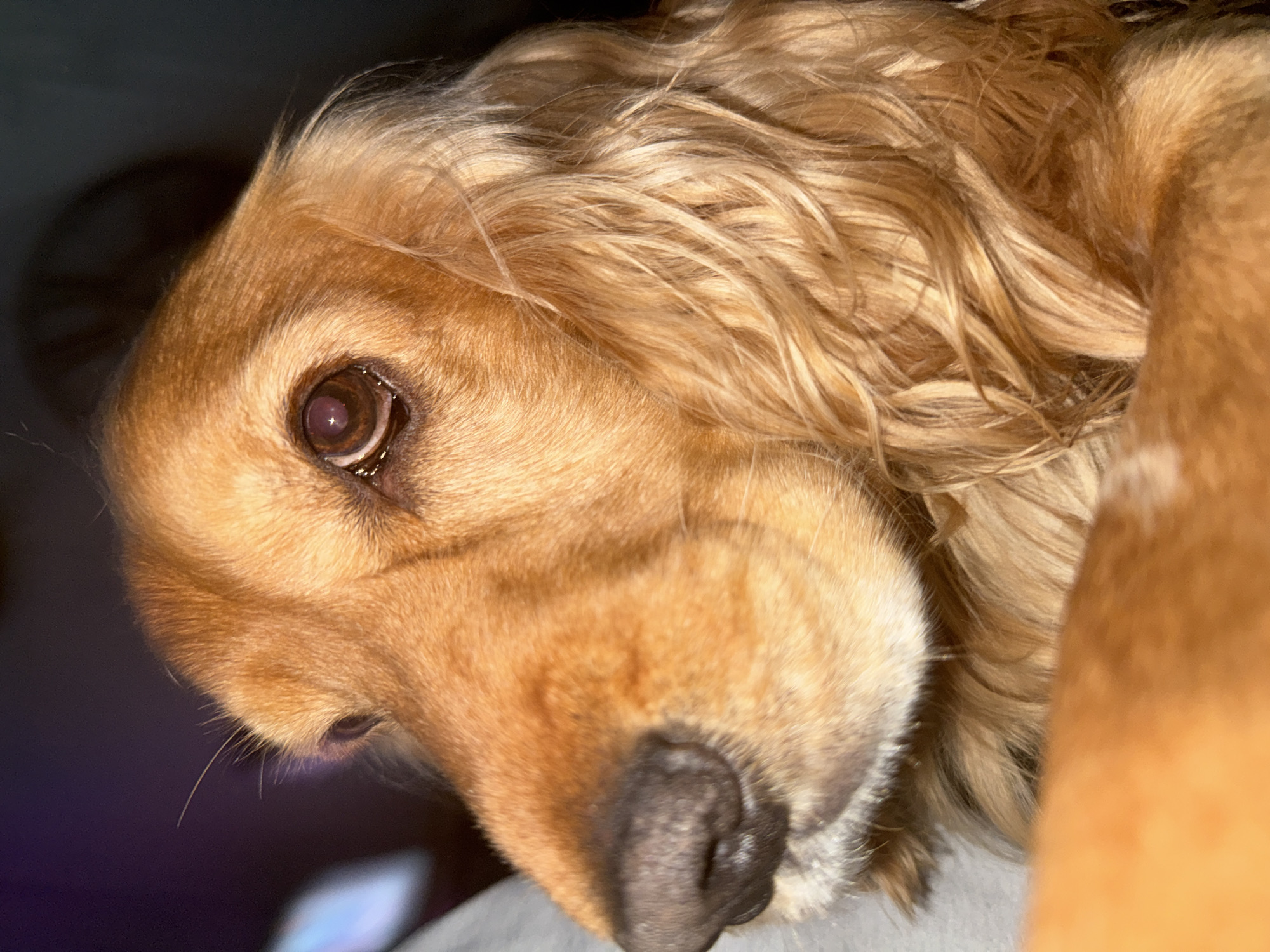 A close-up, head-and-shoulders shot shows a medium-sized dog with golden fur. The dog is looking to the left of the frame, with its snout and one eye clearly visible. The dog's fur is long and wavy around its ears and neck. The background is dark and out of focus, with a faint purple glow on the left side. The image appears to be taken indoors, with a focus on the dog's face.