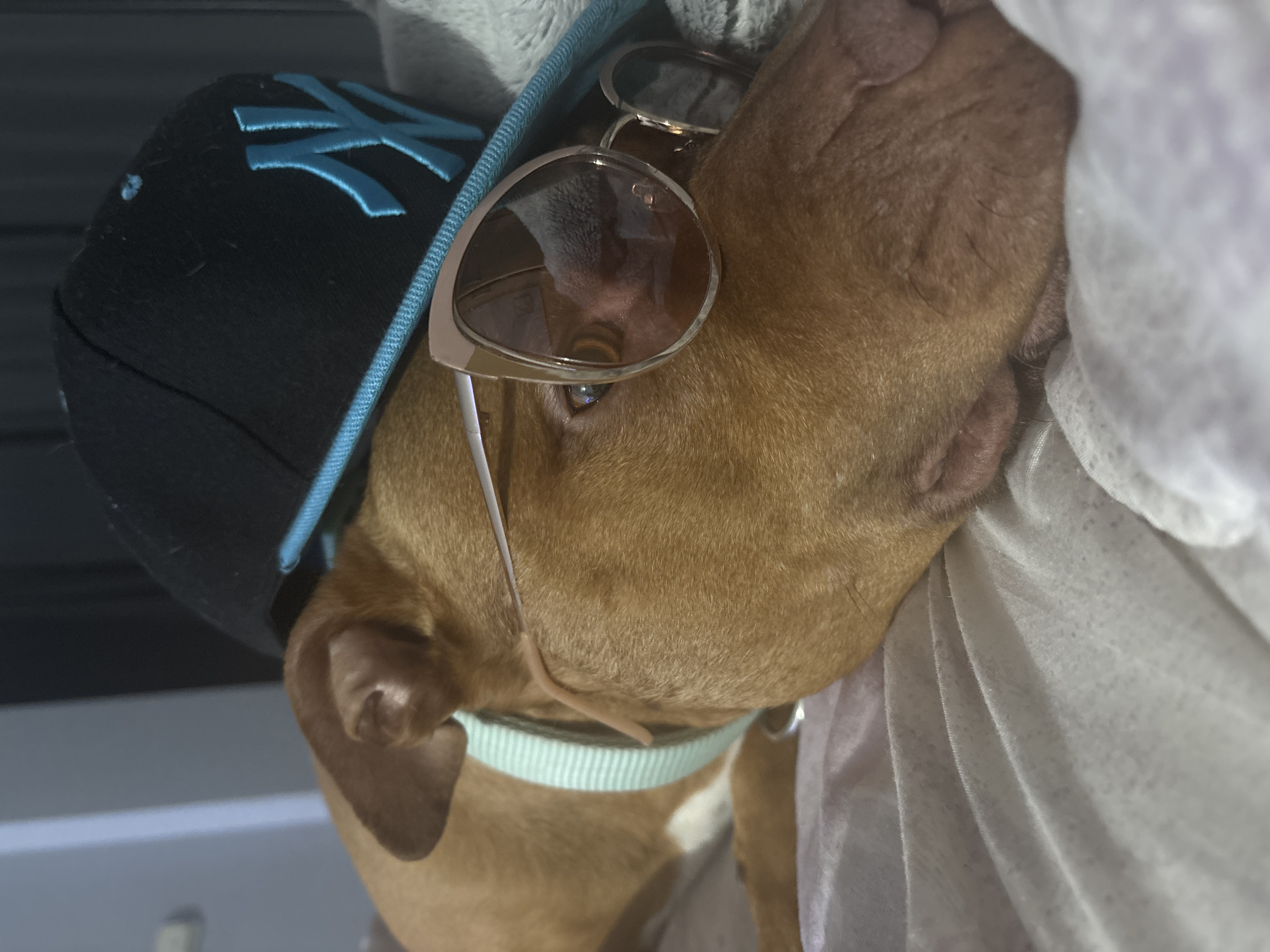 A close-up, tilted shot features a brown pitbull-type dog wearing a black baseball cap with a light blue "NY" logo and sunglasses. The dog is partially obscured by a white sheet-like material. A light blue collar is visible around the dog's neck. The location is not discernible from the image.