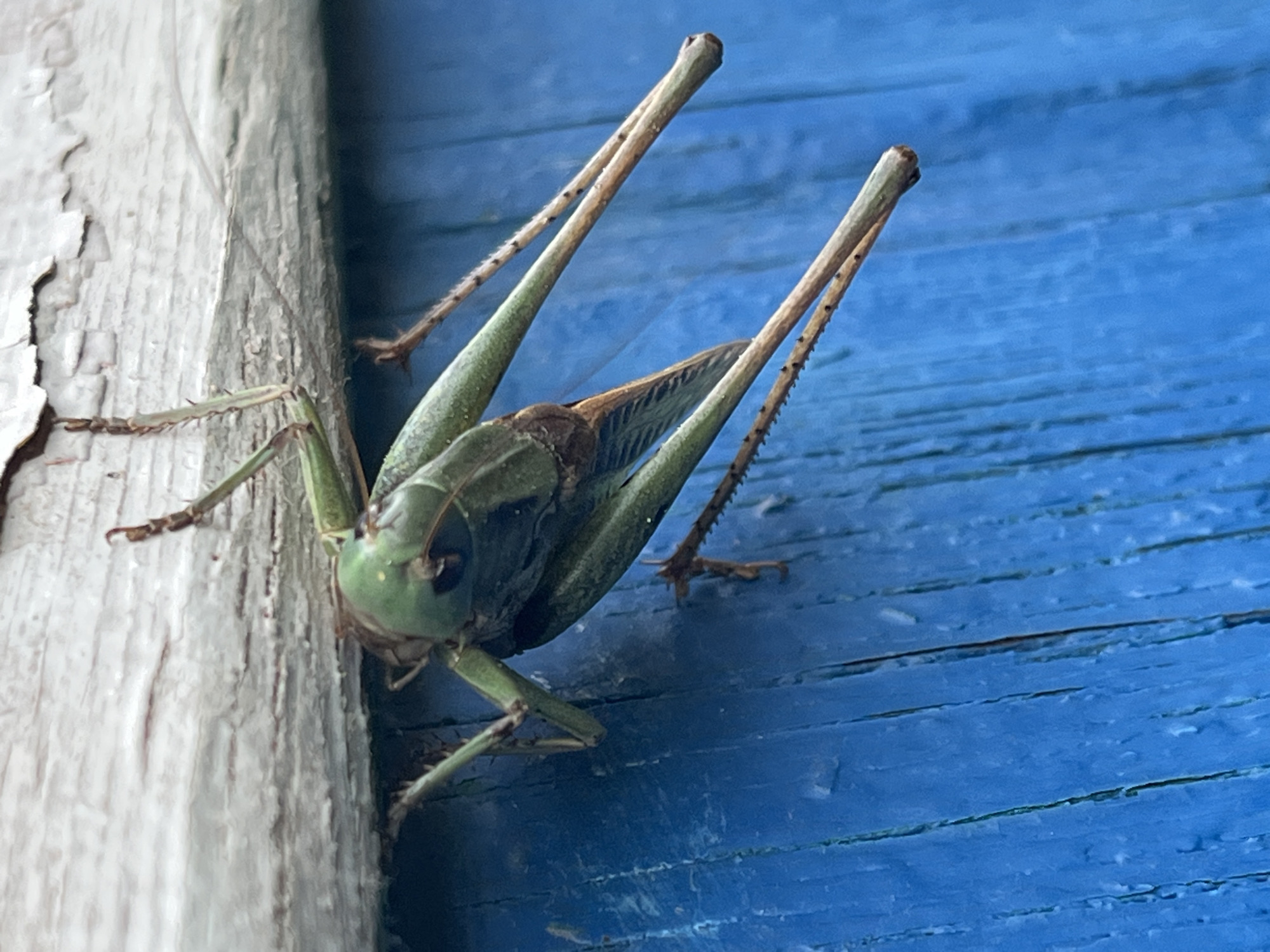 This is a close-up, eye-level, outdoor shot of a green grasshopper clinging to a weathered, light-colored wooden surface, possibly a fence or wall, against a background of bright blue wooden planks. The grasshopper is positioned vertically, with its head facing left and its long, spiky hind legs extended upwards and backwards. Its body is predominantly green, with darker brown markings on its wings and thorax. The grasshopper's antennae are long and thin, and its eyes are clearly visible.
The texture of the wood is very prominent in the image. The light-colored wood on the left is rough and peeling in places, suggesting age and exposure to the elements. The blue planks in the background are weathered, with visible grain and slight chipping along the edges, indicating they are outdoors and have been painted. The lighting suggests it is daytime, likely with bright sunlight, casting some subtle shadows and highlighting the textures. No specific time of day can be determined, nor is there information about the weather beyond the general impression of daylight.
The scene appears to be a simple outdoor setting in Krasnyye Barrikady, Russia, likely a backyard or a rustic area. There are no people visible, and the focus is entirely on the grasshopper and its immediate surroundings. The grasshopper is not engaged in any particular activity beyond clinging to the surface, but its posture suggests it might be resting or preparing to jump. The overall mood is one of natural observation, highlighting the details of the insect and its environment. No text is visible in the image.