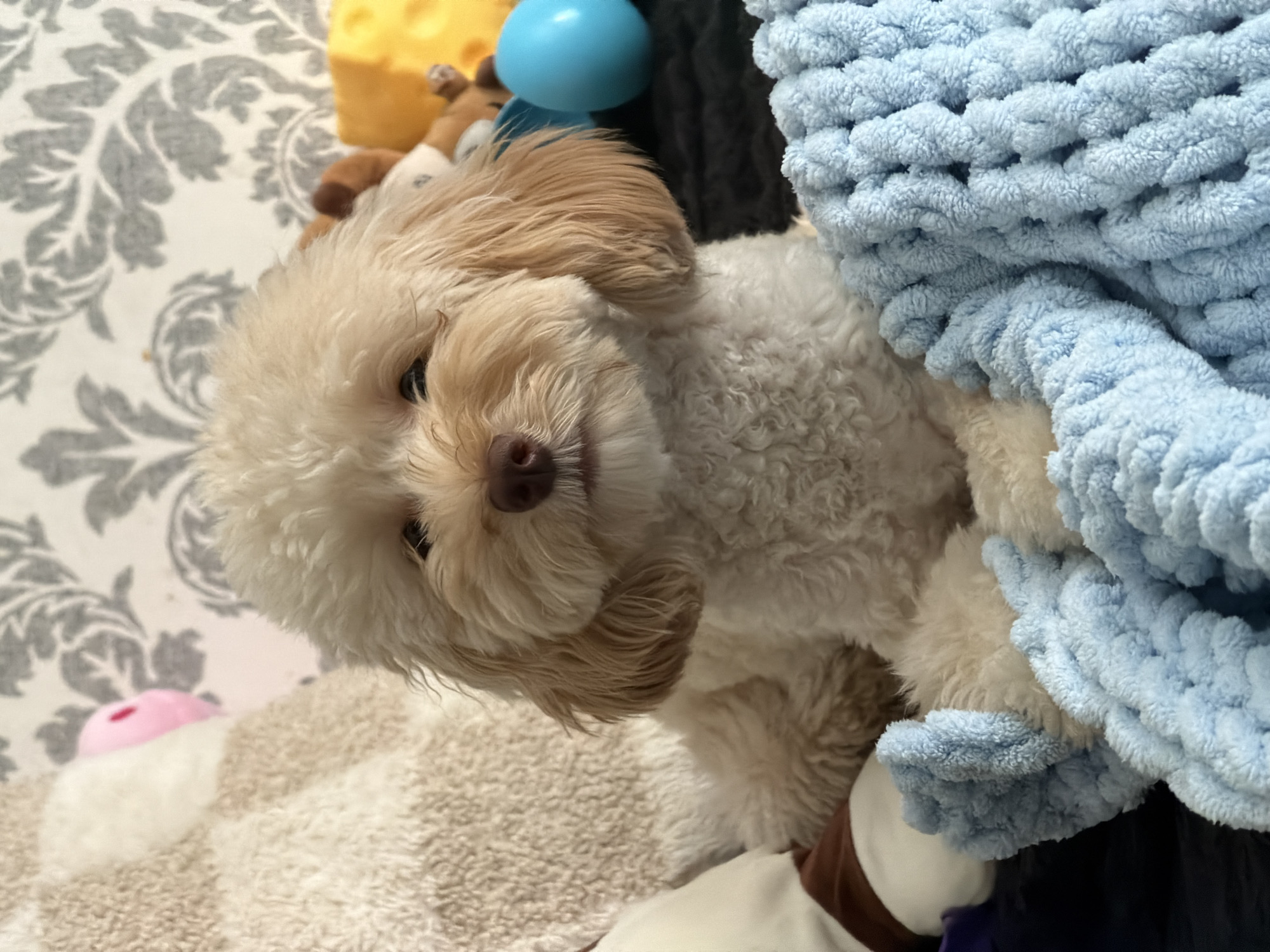 A fluffy, light-colored dog with a light brown muzzle is lying down among blankets and stuffed toys. The dog is looking directly at the camera with its head slightly tilted. To the right of the dog, a chunky, light blue knitted blanket is draped over it, creating a cozy and soft appearance. Behind the dog, various toys are visible, including a yellow block-shaped toy, a blue ball, and a stuffed animal that appears to be a giraffe. The background includes a patterned fabric, possibly a blanket or cushion, in gray and white. A portion of a soft, beige towel is visible in the lower left corner of the image. The dog's expression appears calm and curious. The lighting suggests an indoor setting, possibly a home environment.