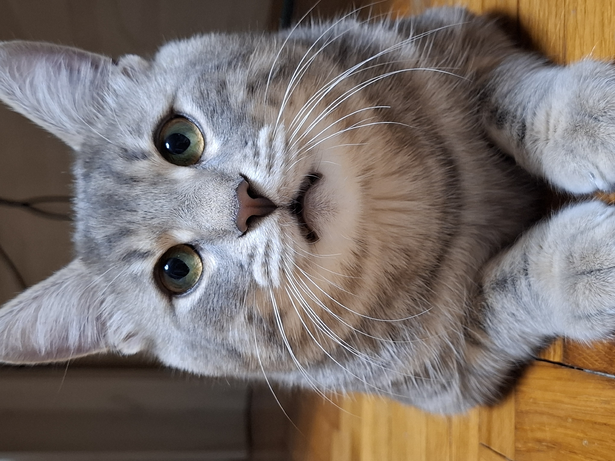 A grey and beige tabby cat is the central subject, captured in a close-up, head-on shot. The image is oriented with the cat's head on the left and its body extending to the right. The cat has striking green-gold eyes with dilated pupils, a small pinkish-brown nose, and numerous long, prominent white whiskers fanning out from its muzzle. Its fur is a mix of grey and sandy beige, displaying distinct tabby stripes, particularly visible on its cheeks and body. The cat's ears are pointed and covered in soft grey fur.
The cat is lying down, with its front paws visible at the right side of the frame, tucked beneath its body. Its expression appears alert and curious, looking directly towards the viewer. The background consists of a warm-toned, polished wooden surface beneath the cat, likely a floor. Behind the cat's head, there is a darker, indistinct background element. The lighting is soft and even, highlighting the cat's features and fur texture. There is no visible text in the image.