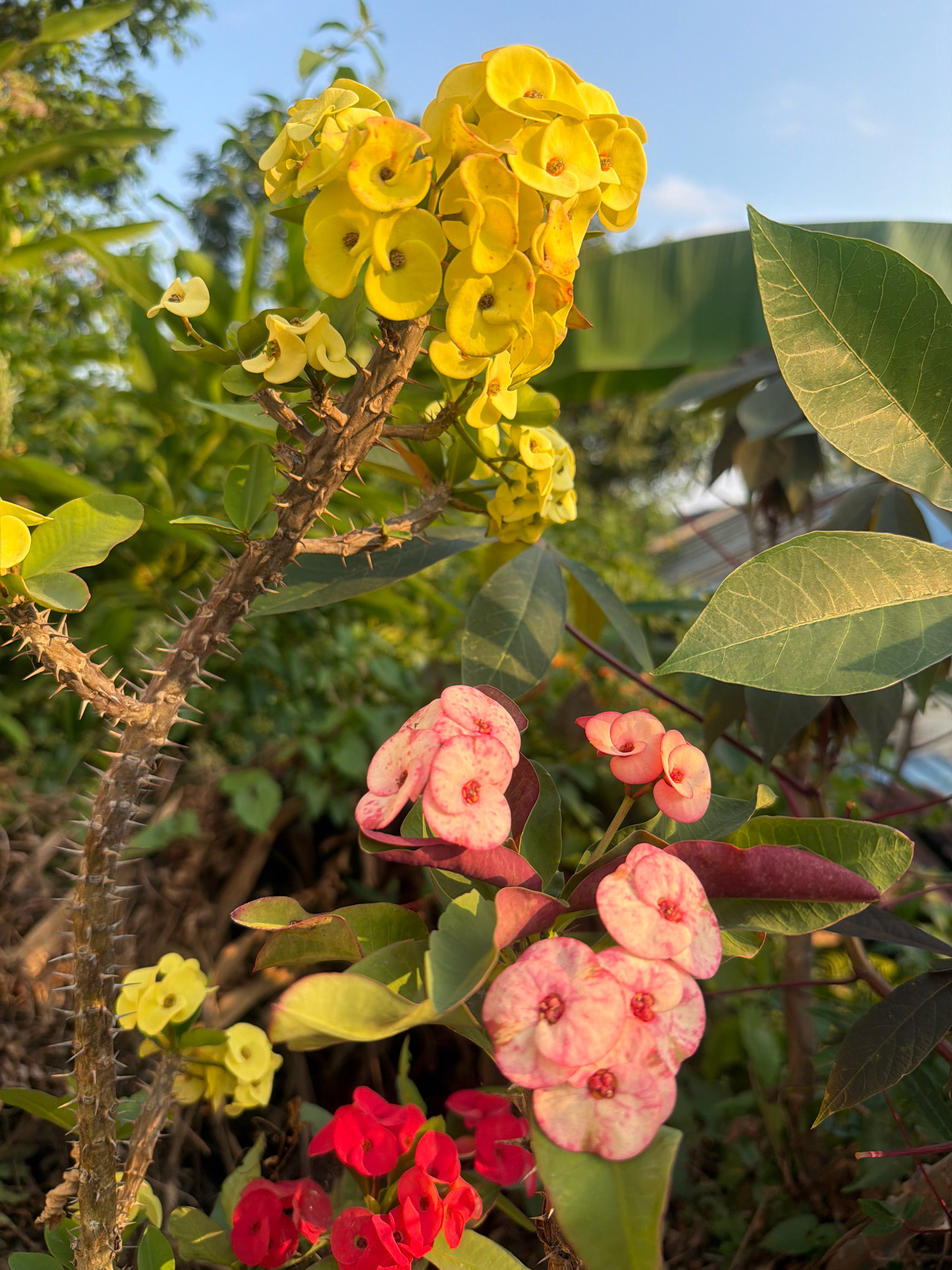 The image is a close-up, low-angle shot of a thorny plant with vibrant flowers. The plant features a rough, brown stem covered in sharp, pointed thorns. Clusters of bright yellow flowers are visible at the top left, their petals delicately curved. In the foreground and mid-ground, several clusters of pink and red flowers bloom, their petals appearing soft and somewhat translucent. The leaves of the plant are a deep green, some appearing leathery, while others are tinged with burgundy. The background is a blur of green foliage and a soft blue sky, suggesting an outdoor setting, likely a garden or natural environment within Balikpapan, Indonesia. The lighting indicates it is either early morning or late afternoon, with the sun casting a warm glow on the flowers and leaves. No people or animals are present in the scene. The focus is entirely on the botanical details of the plant and its flowers.