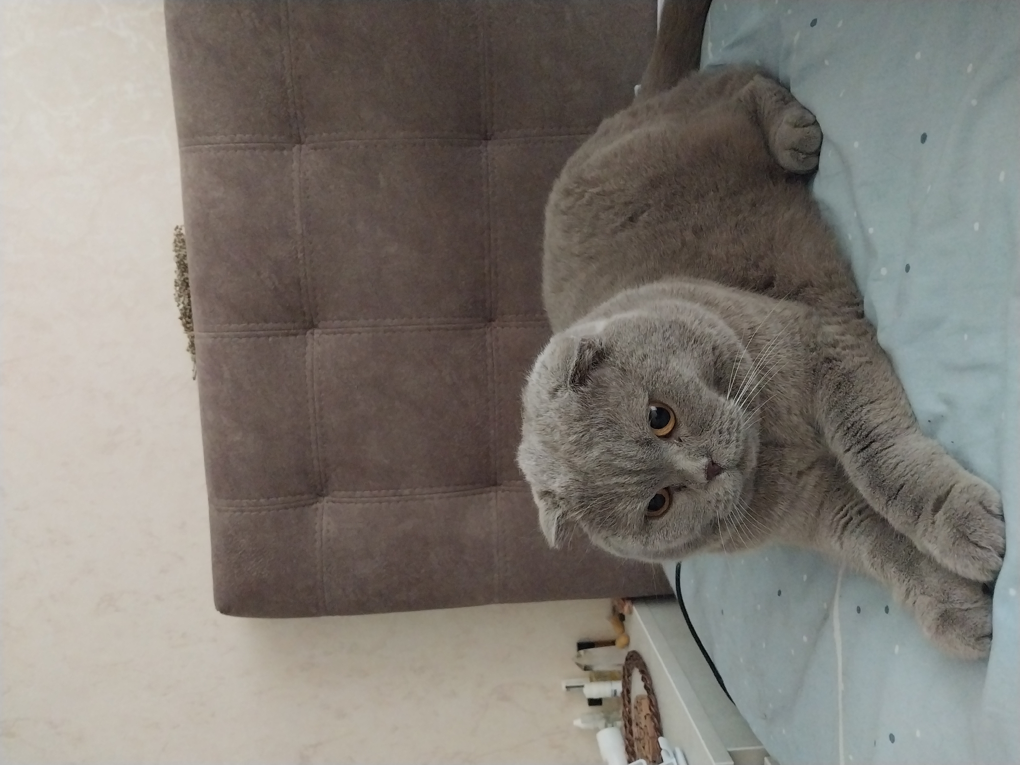 A grey Scottish Fold cat is lying on a light blue patterned bedspread. The cat is facing left with its paws extended. Behind the cat is a large, dark grey, tufted headboard. To the left of the cat, on a white surface, are several bottles and a woven circular object. The wall behind the headboard is textured and light-colored. The scene appears to be indoors, likely in a bedroom.