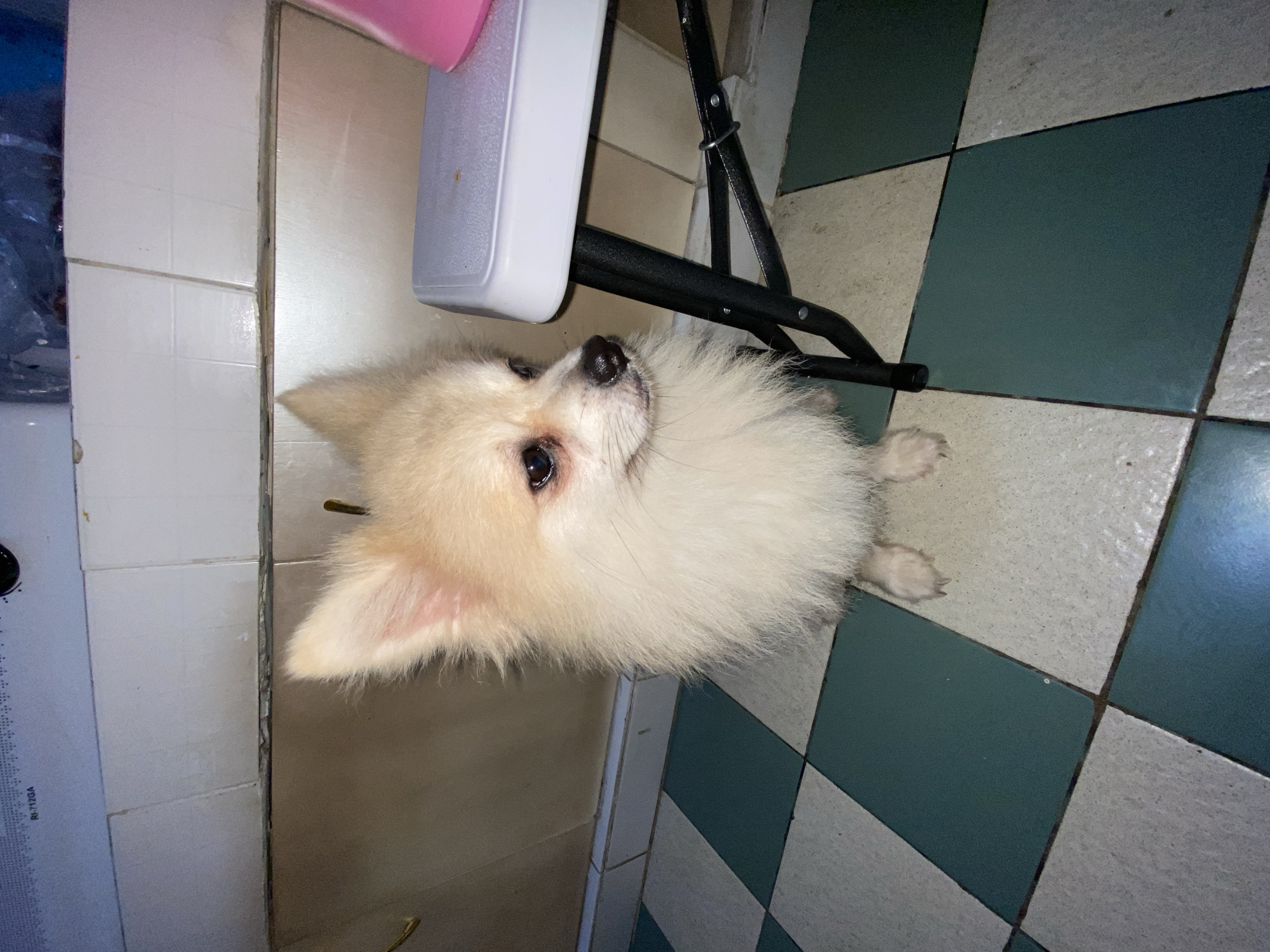 A fluffy, cream-colored Pomeranian dog sits on a checkered tiled floor in what appears to be a kitchen or utility area. The dog is facing to the right, with its head slightly turned towards the viewer. Behind the dog is a tiled wall with a beige backsplash and white tiles above. A portion of a white table with black metal legs is visible to the dog's right. The floor tiles are a checkerboard pattern of white and teal green squares. The image has a slightly low-light quality. The context provided states this is in Dukuh, Indonesia.