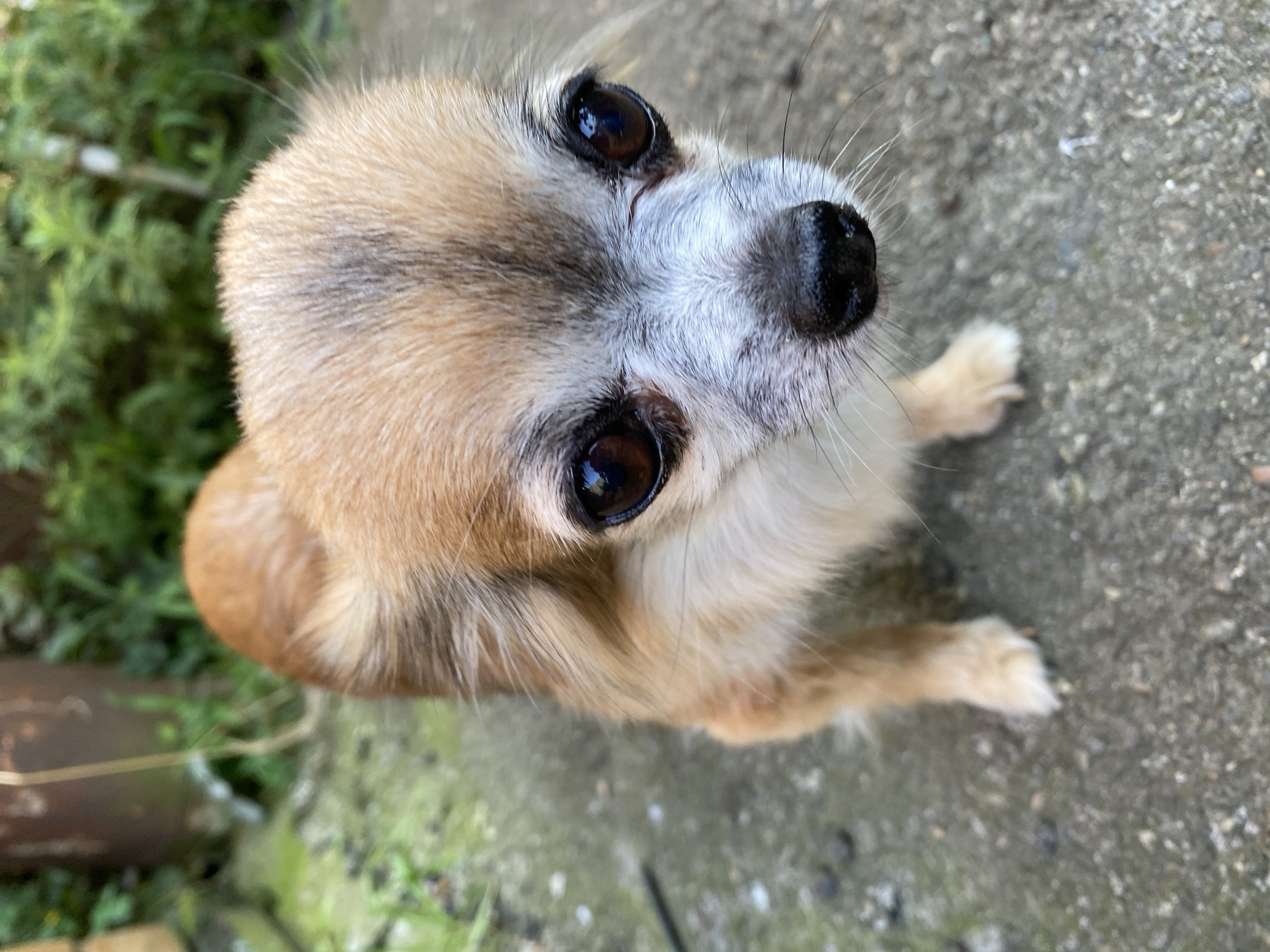 A close-up, eye-level shot focuses on a small, tan and white long-haired chihuahua dog standing on a concrete surface. The dog's large, dark eyes are prominent, reflecting light. Its snout is black, and its face has patches of white fur. The background is blurred, showing green foliage and a brown cylindrical object, possibly a pot or a barrel. The concrete surface appears weathered, with small stones and debris scattered on it. No people or specific Maykop, Russia landmarks are visible.