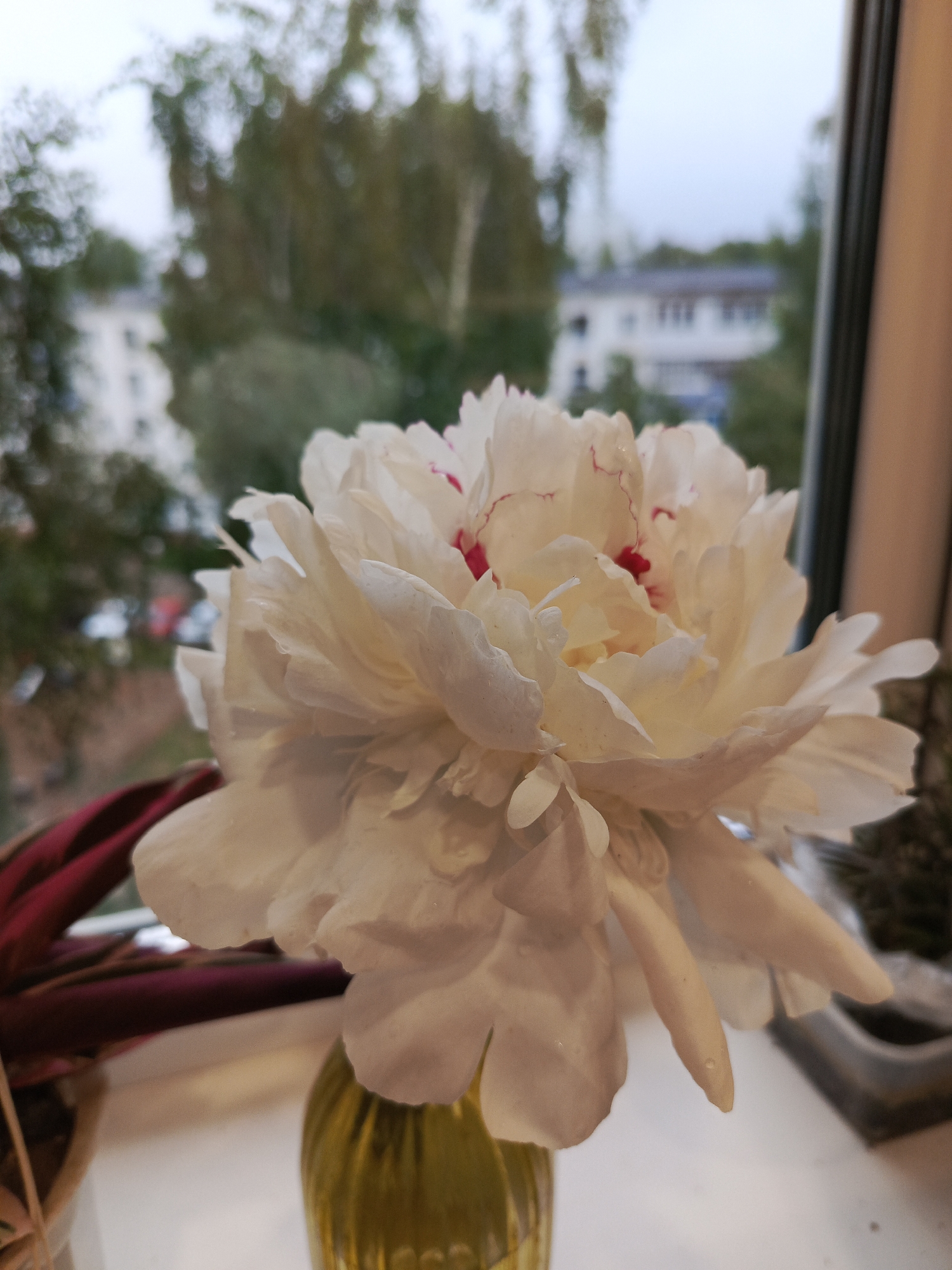 A close-up shot captures a full-bloom, creamy white peony with delicate red streaks on its petals, placed in a textured, golden-yellow glass vase. The vase sits on a white windowsill, flanked by other potted plants, one with deep burgundy foliage. A blurred background reveals an exterior scene, possibly in the city of Chaikovsky, Russia, with indistinct buildings and lush green trees under a cloudy sky, viewed through a window.