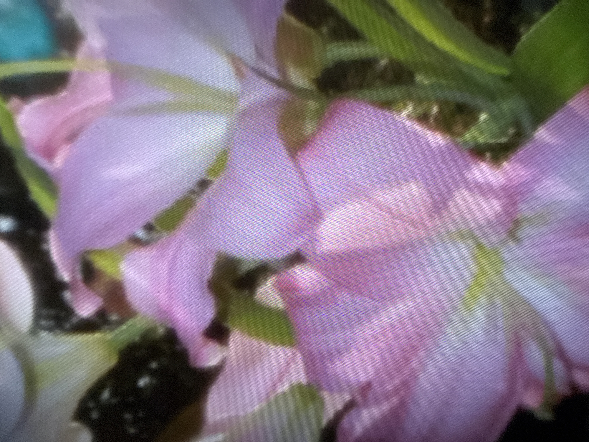 A close-up photograph depicts a cluster of pink flowers interspersed with green foliage. The overall focus is soft, resulting in a slightly blurred effect.
