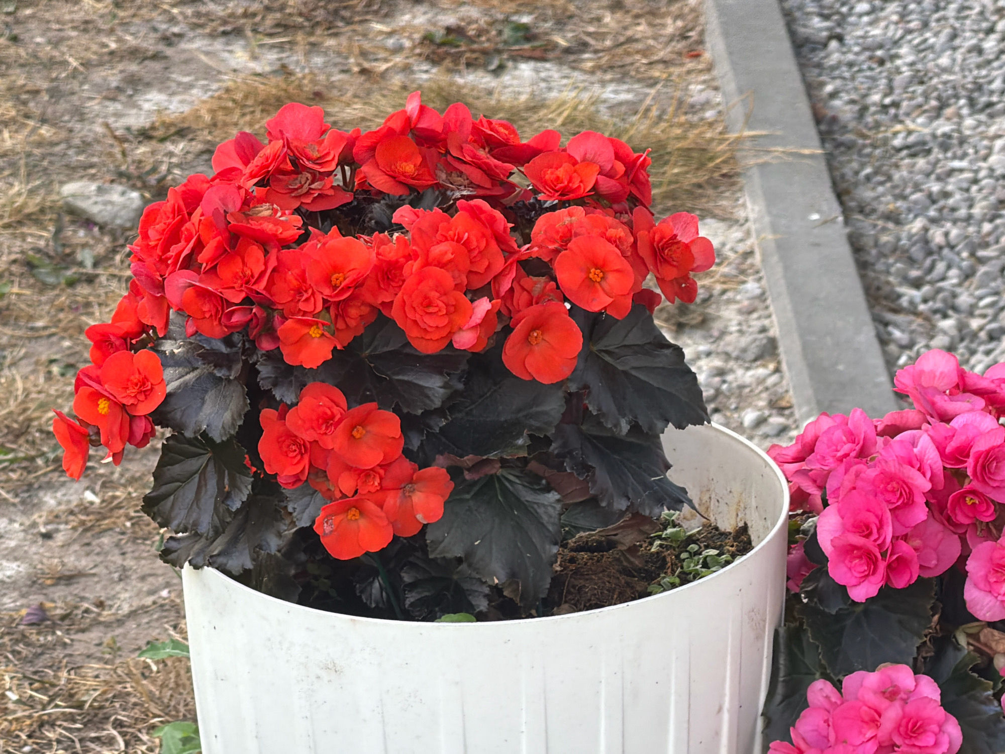 A close-up, eye-level shot captures a white plastic planter filled with bright red begonia flowers. The planter is positioned outdoors on a surface of dry, light-brown grass and dirt. To the right of the planter, out of focus, is a cluster of vibrant pink begonia flowers. Behind the planter, a concrete strip separates the planter area from a background of grey gravel. The overall setting suggests an urban outdoor space, possibly a garden or public area in Koszalin, Poland. No people are visible in the frame.