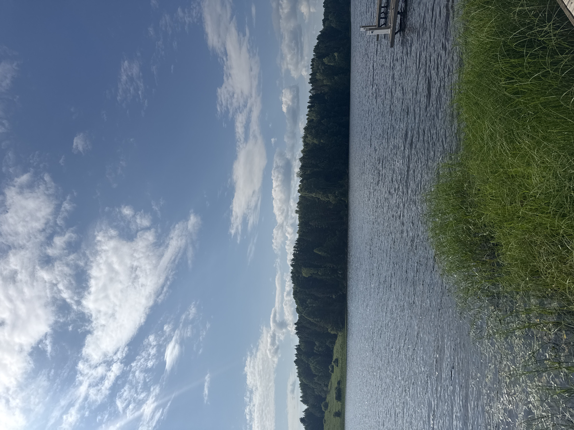 The image depicts a serene natural landscape, likely in the vicinity of Pozdyshki, Russia, characterized by a tranquil body of water, lush greenery, and a clear blue sky adorned with scattered white clouds. The foreground is dominated by tall, verdant grass growing along the water's edge, with a portion of a wooden dock visible on the right side. The middle ground features a calm, dark blue lake, reflecting the light of the sky. Beyond the lake, a dense, dark green forest stretches across the horizon, its trees forming a thick, undulating line. The sky above is a vibrant blue, punctuated by fluffy, white cumulus clouds that are brightly lit by the sun, casting subtle shadows and creating a sense of depth. The overall impression is one of peaceful natural beauty.