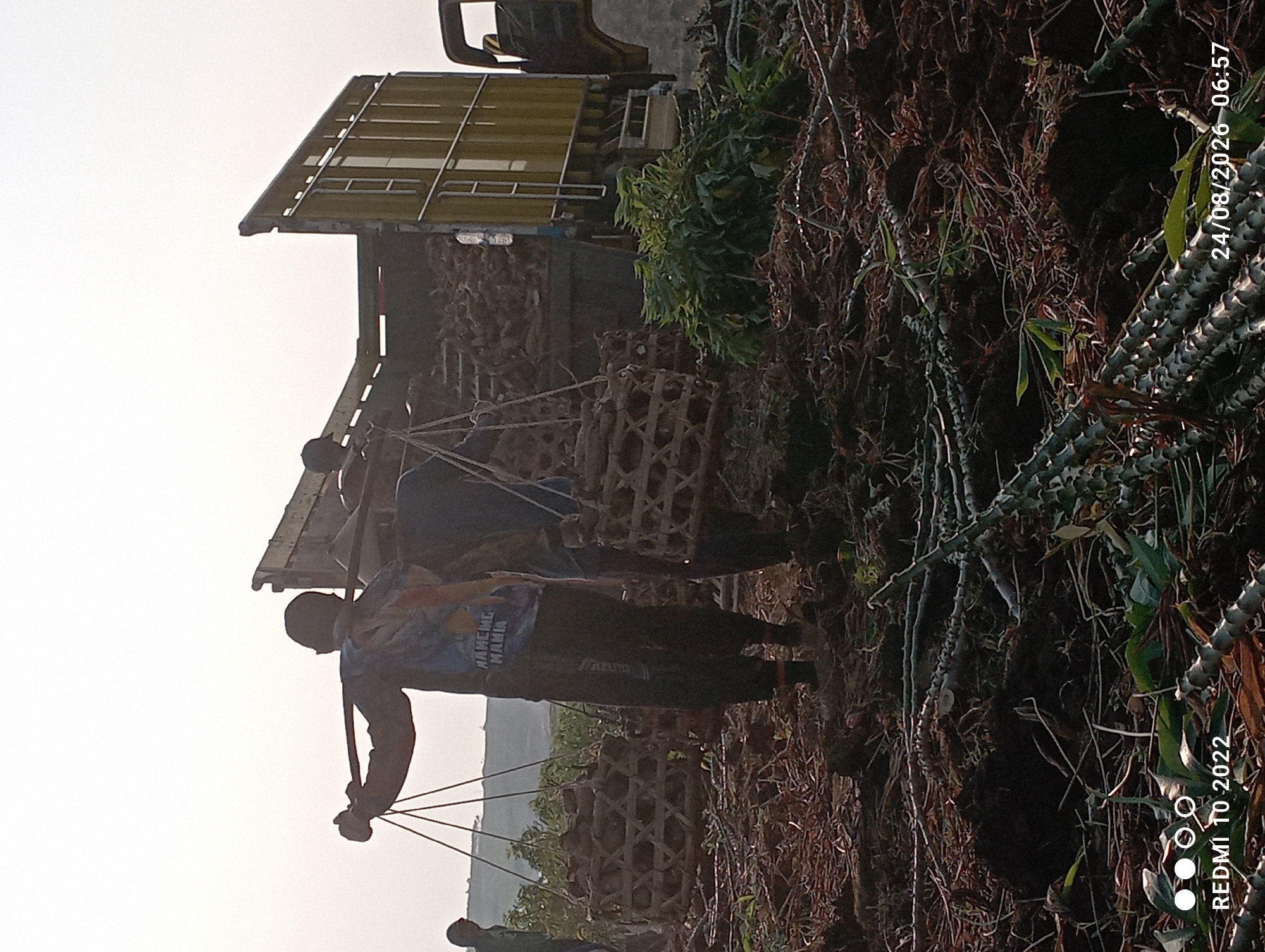 In Gandik, Indonesia, two individuals are engaged in the laborious task of harvesting crops, likely cassava, from a field. The foreground is dominated by dark soil, strewn with harvested plant debris, including thick, woody stalks and leafy green remnants. The middle ground features two men, each carrying a large, woven basket filled with harvested produce, balanced on a shoulder yoke. The baskets are suspended by ropes from the yoke. Behind them, a large, yellow truck is parked, its bed partially filled with more harvested crops. The truck is situated in a landscape that appears rural, with distant, low-lying hills or fields under a hazy, overcast sky. The overall scene depicts agricultural labor in progress during daylight hours. The bottom of the image contains a watermark identifying the device as a REDMI 10 2022 and a date stamp of 24/08/2026 06:57.