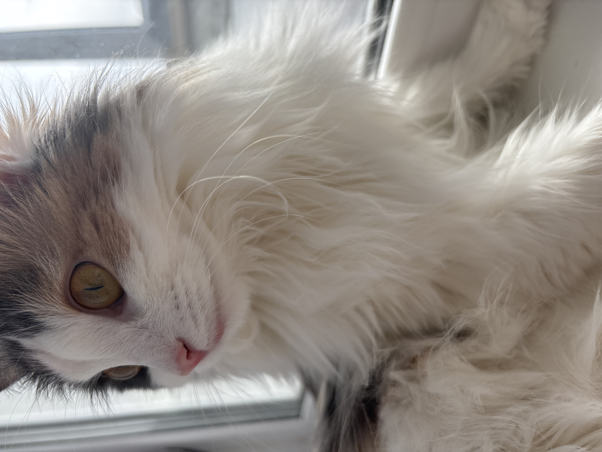 A close-up shot shows a cat resting on a window sill. The cat has long, fluffy white fur with patches of grey and brown on its head. Its eyes are yellowish-green. A small pink nose is visible. The background is a blurred view through the window. The image was taken in Perm, Russia.